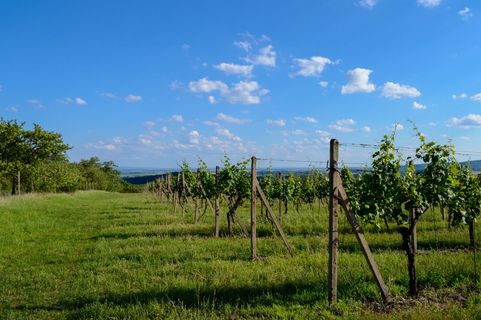 Nikon D3100 sample photo. Vineyard, wine, sky photography