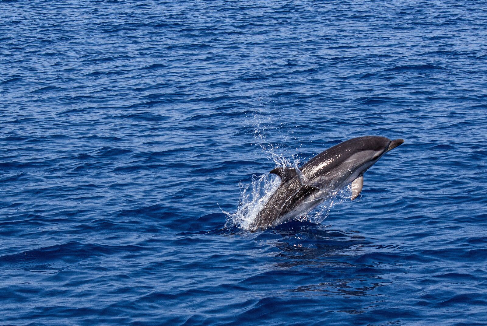 Canon EOS 600D (Rebel EOS T3i / EOS Kiss X5) sample photo. Dolphin, sea, nature photography