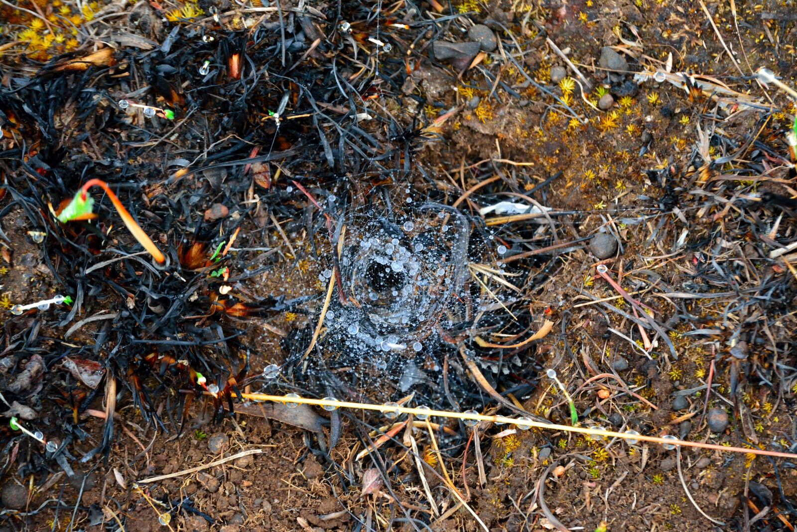 Nikon D5200 sample photo. Spiderweb, rain, drops photography