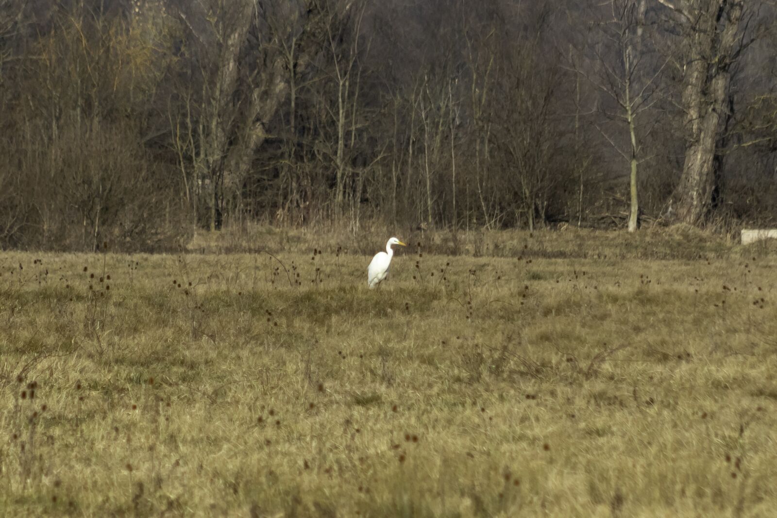 Canon EF75-300mm f/4-5.6 sample photo. Heron, white, bird photography