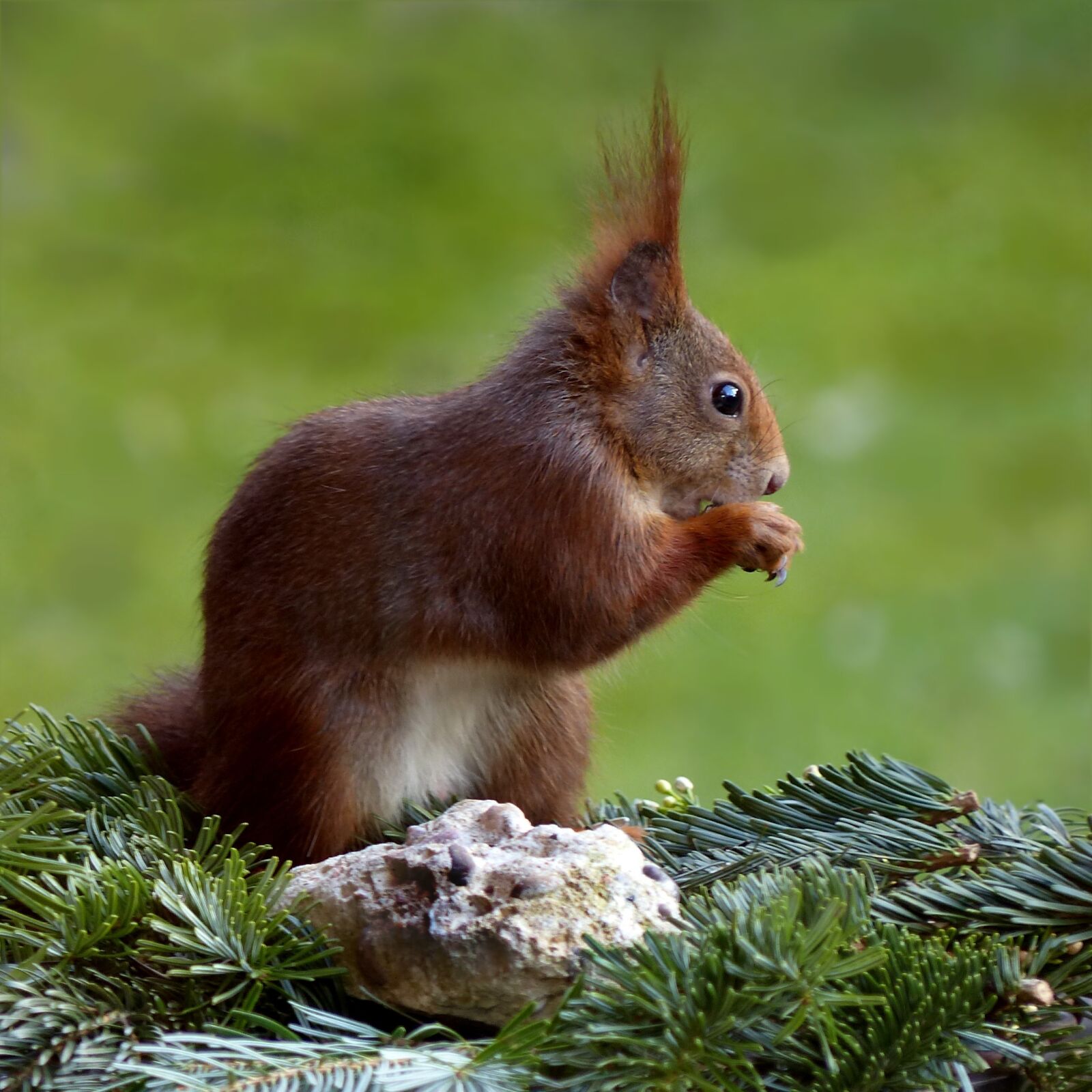 Panasonic Lumix DMC-FZ200 sample photo. Animal, squirrel, sciurus vulgaris photography