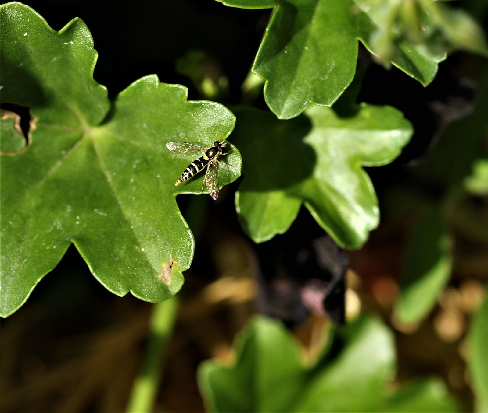 Canon EOS 7D Mark II sample photo. Wasp, plant, nature photography