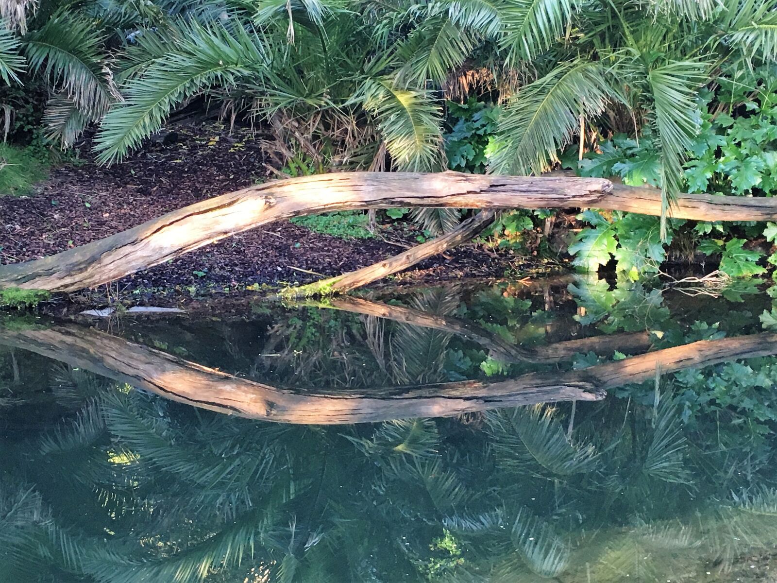 iPhone SE back camera 4.15mm f/2.2 sample photo. Tree, creek, forest photography
