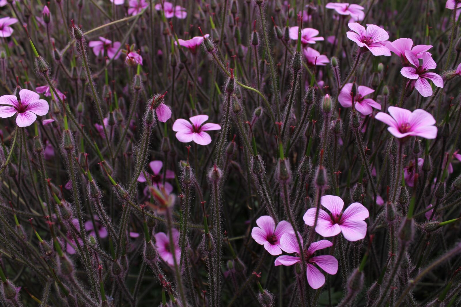 Canon EOS 1100D (EOS Rebel T3 / EOS Kiss X50) sample photo. Flowers, purple, purple flower photography