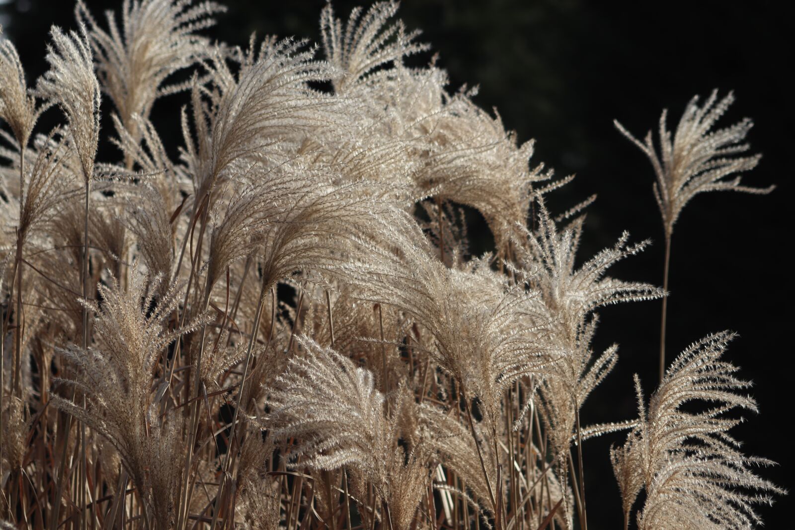 Canon EOS 800D (EOS Rebel T7i / EOS Kiss X9i) sample photo. Grasses, selloana, grass flowers photography