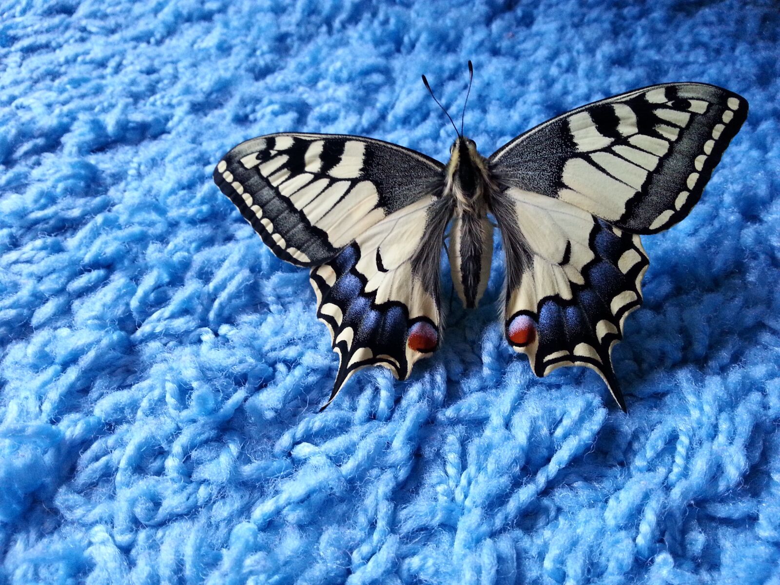 Samsung Galaxy S3 sample photo. Dovetail, butterfly, blue photography