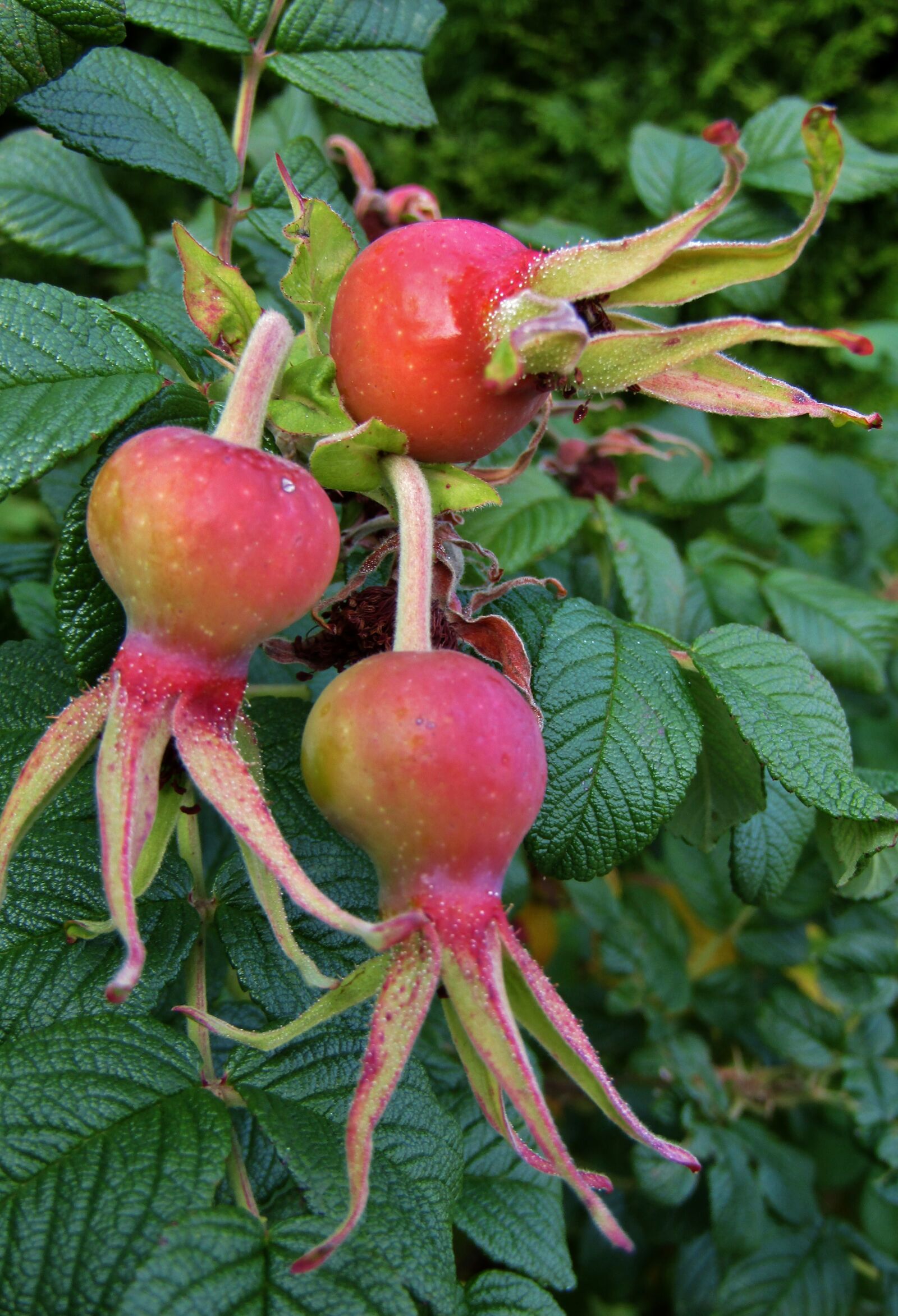 Canon POWERSHOT SX432 IS sample photo. Rose hip, wild rose photography