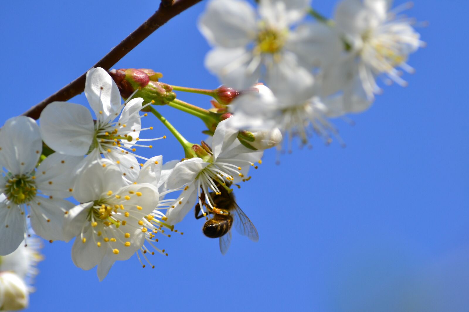 Nikon D3100 sample photo. Bee, up close and photography