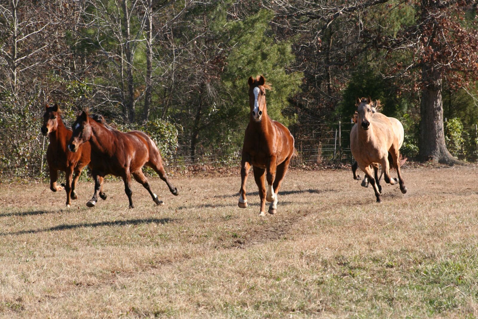 Canon EOS 350D (EOS Digital Rebel XT / EOS Kiss Digital N) sample photo. Horses, galloping, herd photography