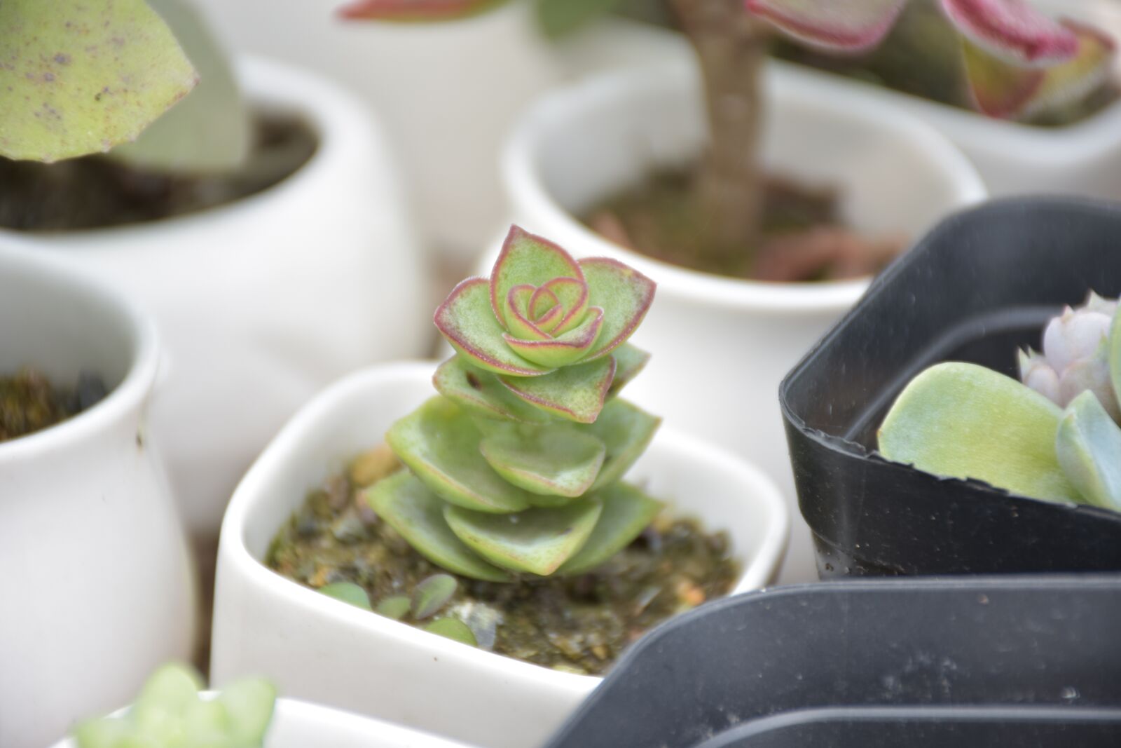 Nikon D3400 sample photo. Succulent plants, the fleshy photography