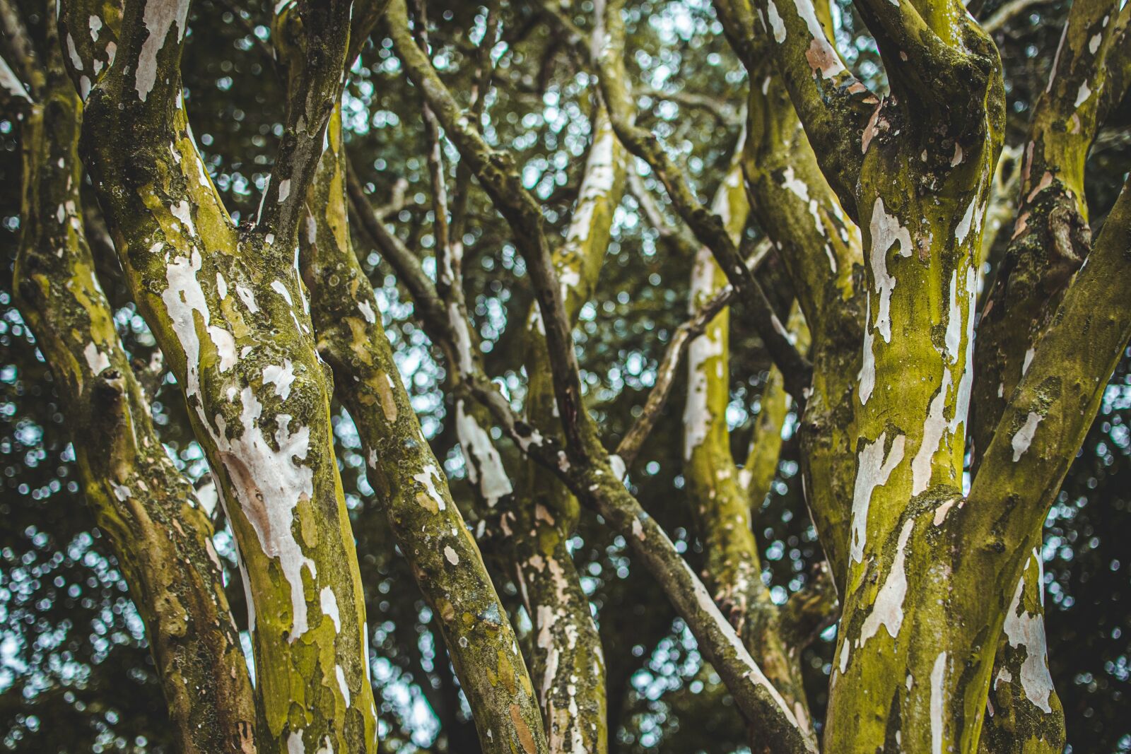 Nikon D750 sample photo. Trees, moss, lichens photography