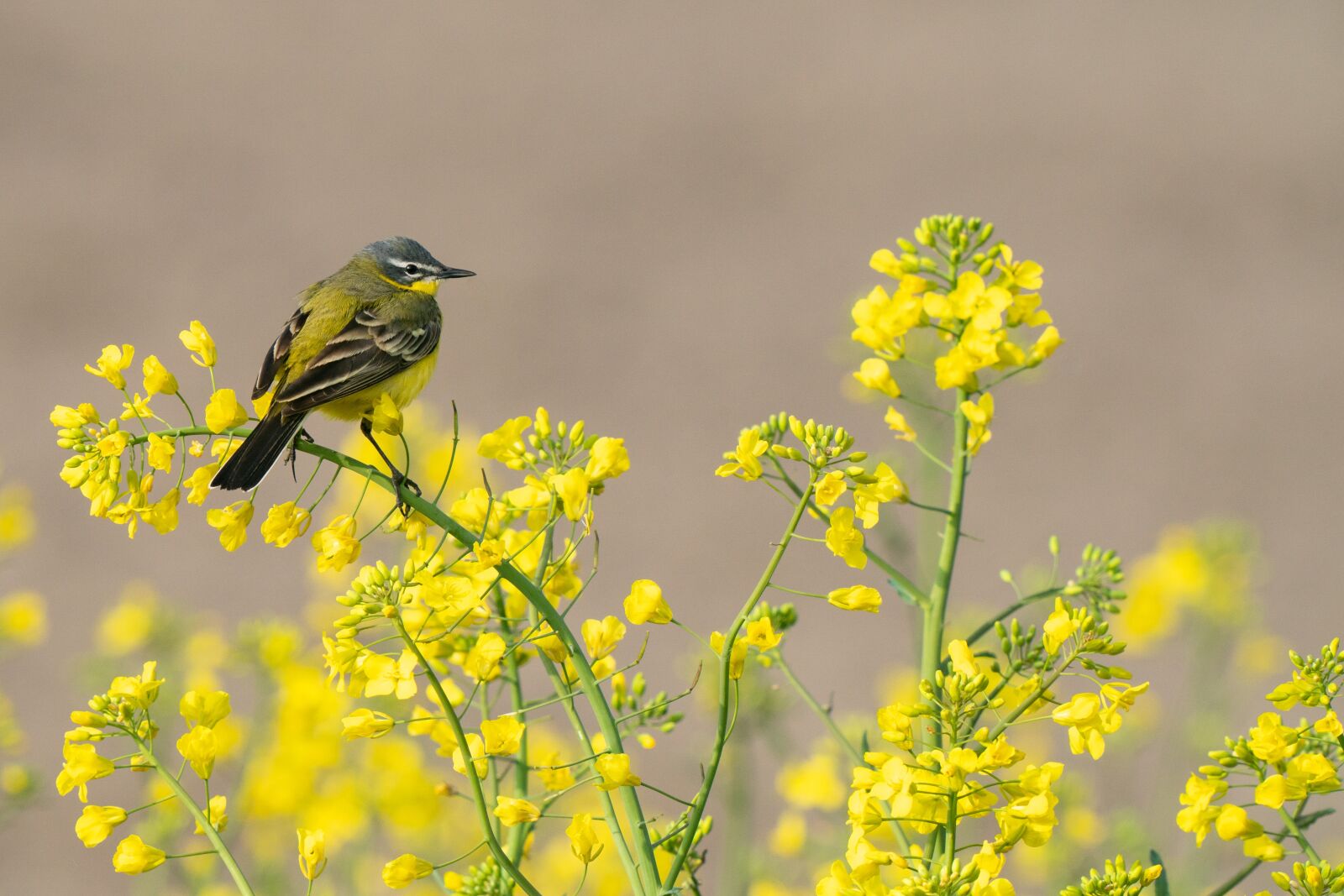 Sony a9 sample photo. Bird, western yellow wagtail photography
