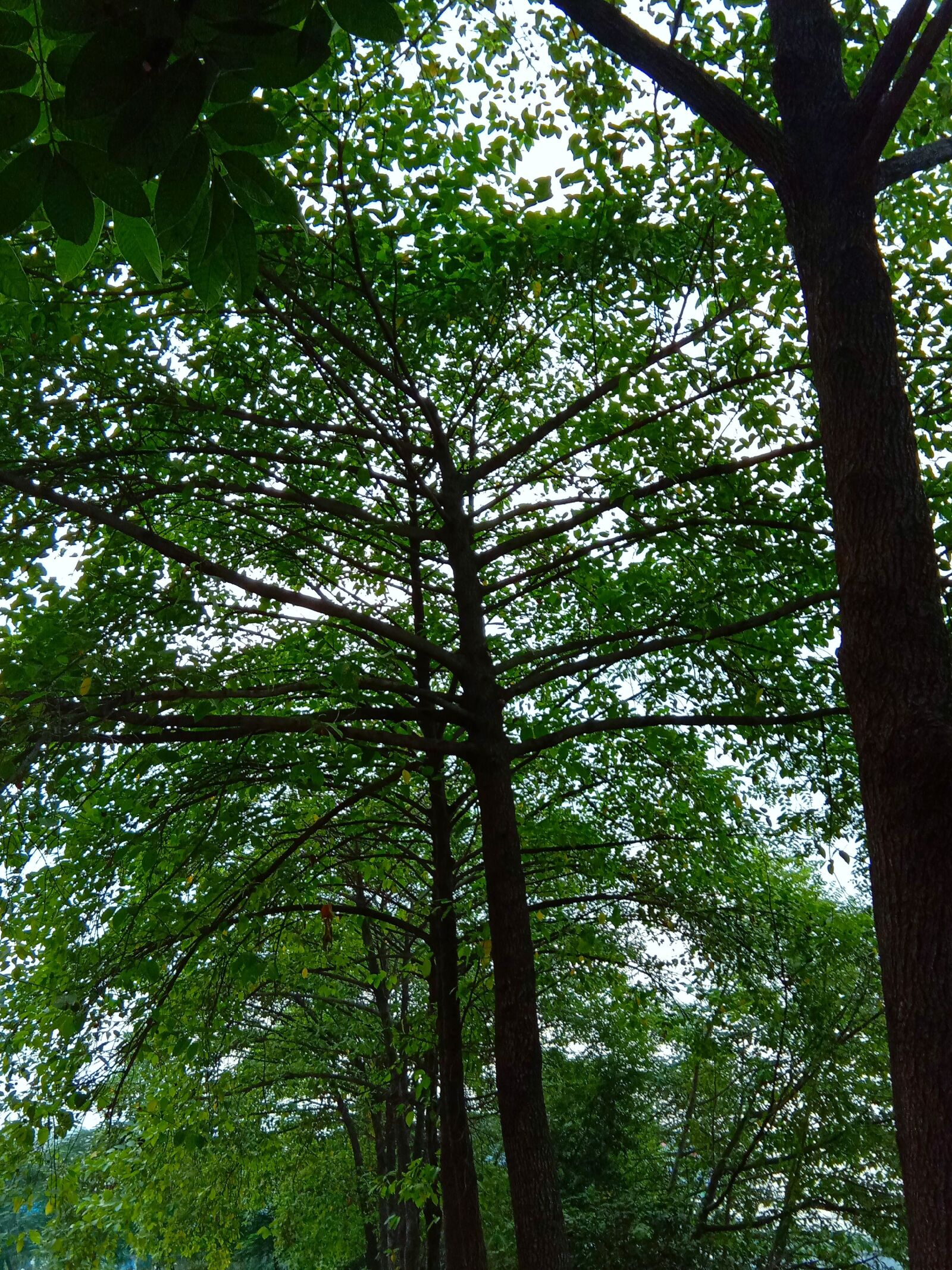 vivo 1726 sample photo. Trees, green, forest photography