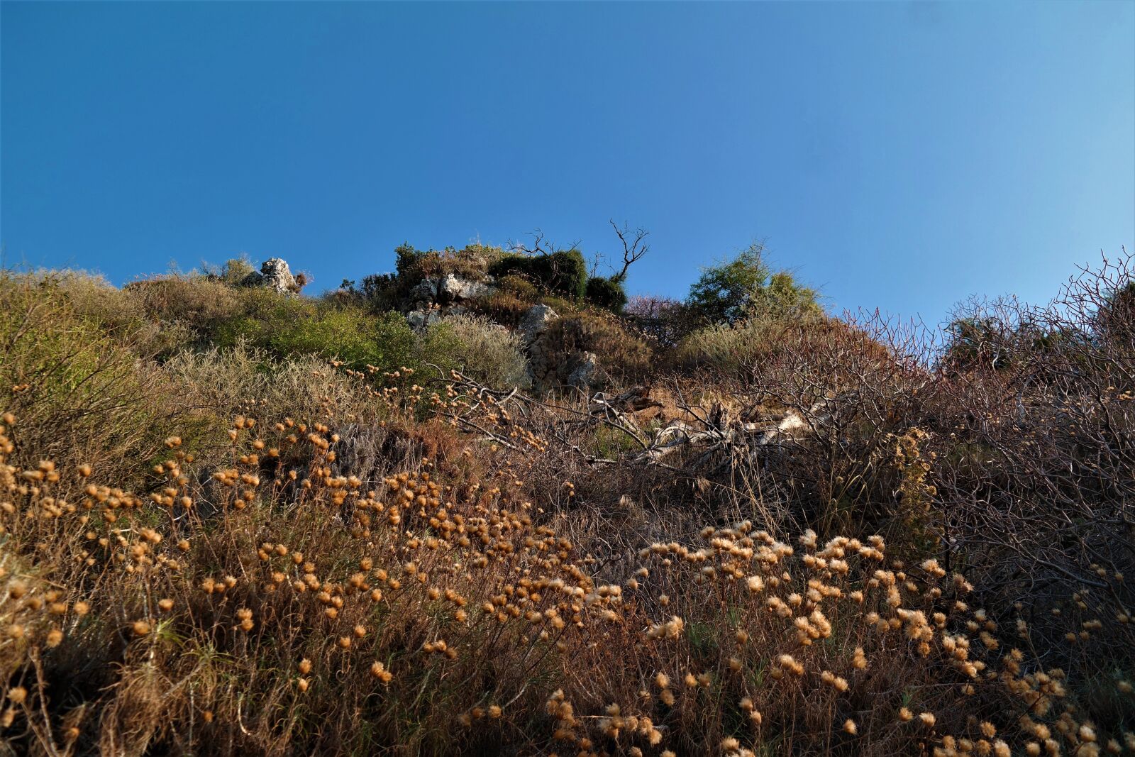 NX 18-55mm F3.5-5.6 sample photo. Landscape, plant, sky photography