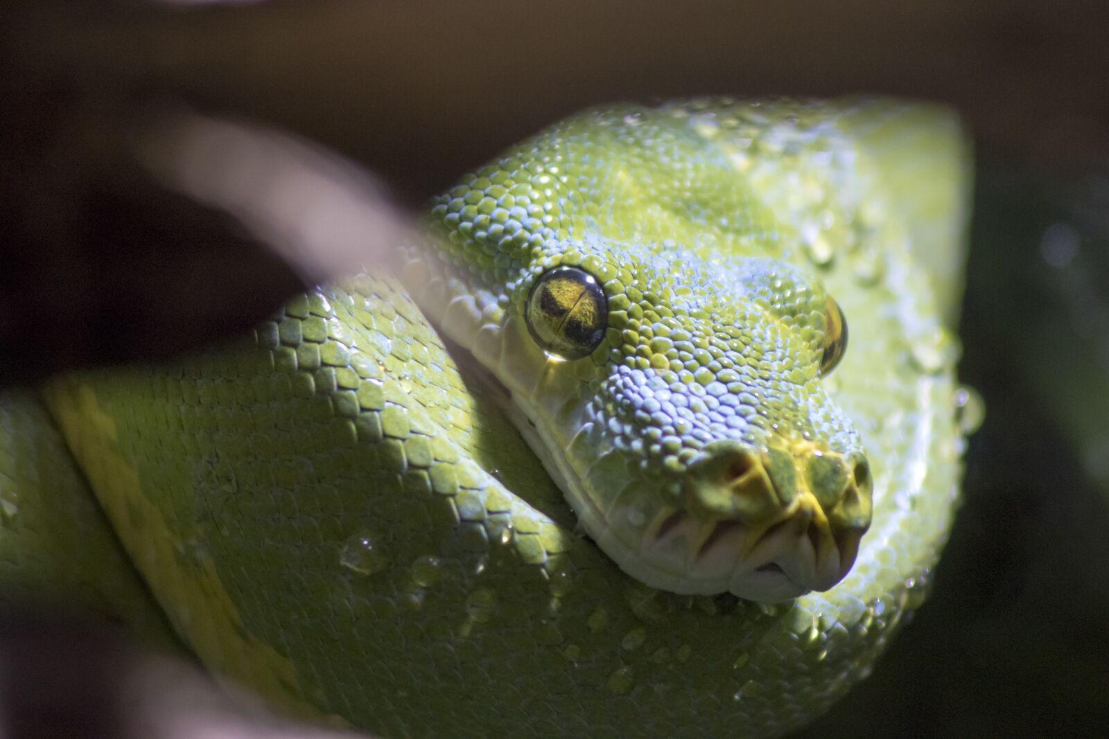 Canon EOS 7D Mark II + Canon EF 75-300mm F4.0-5.6 IS USM sample photo. Snake, zoo, reptile photography