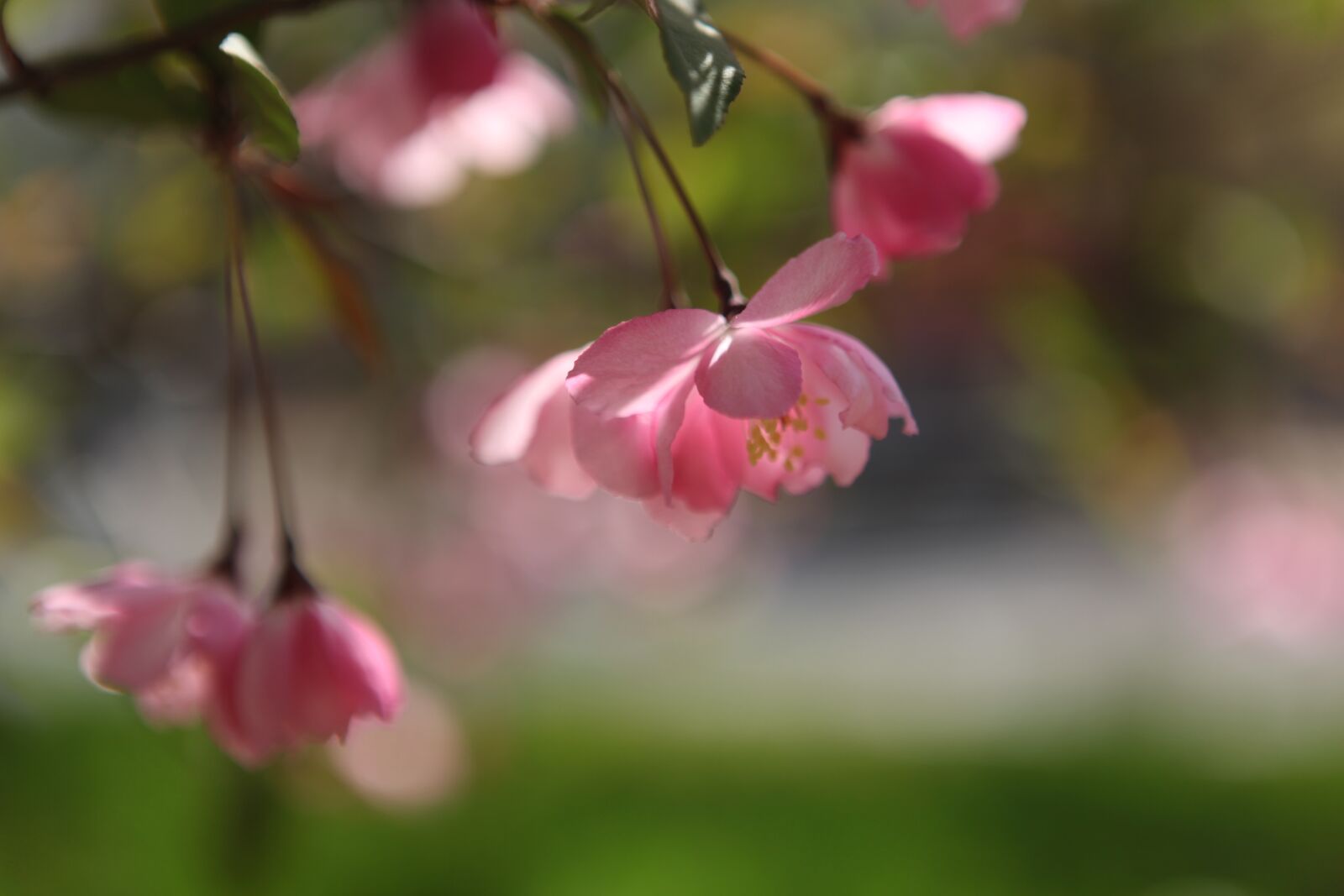 Canon EOS 5D Mark II sample photo. Vertical silk begonia, beijing photography