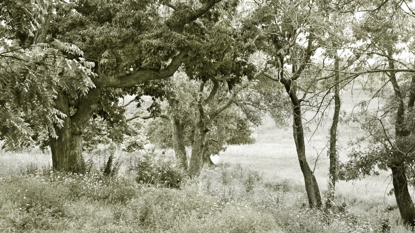 Canon EOS 600D (Rebel EOS T3i / EOS Kiss X5) sample photo. Shenandoah valley, virginia, trees photography