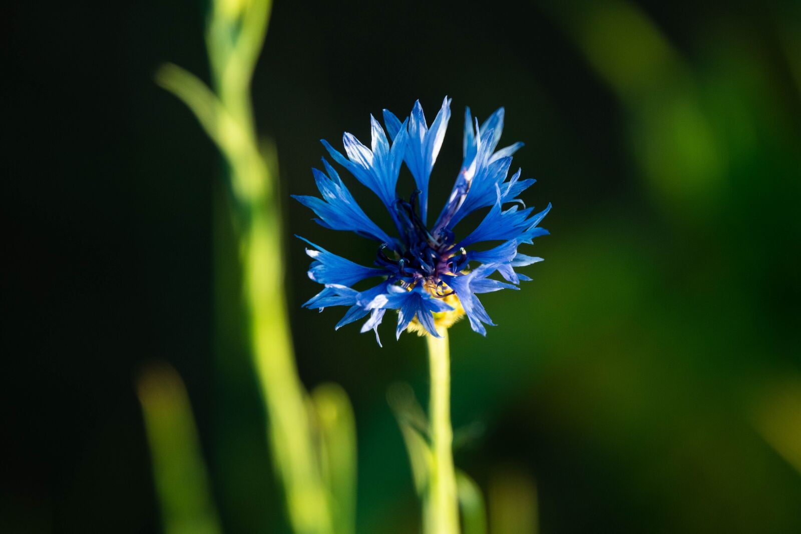 Sony Cyber-shot DSC-RX10 IV sample photo. Cornflower, blue, meadow photography