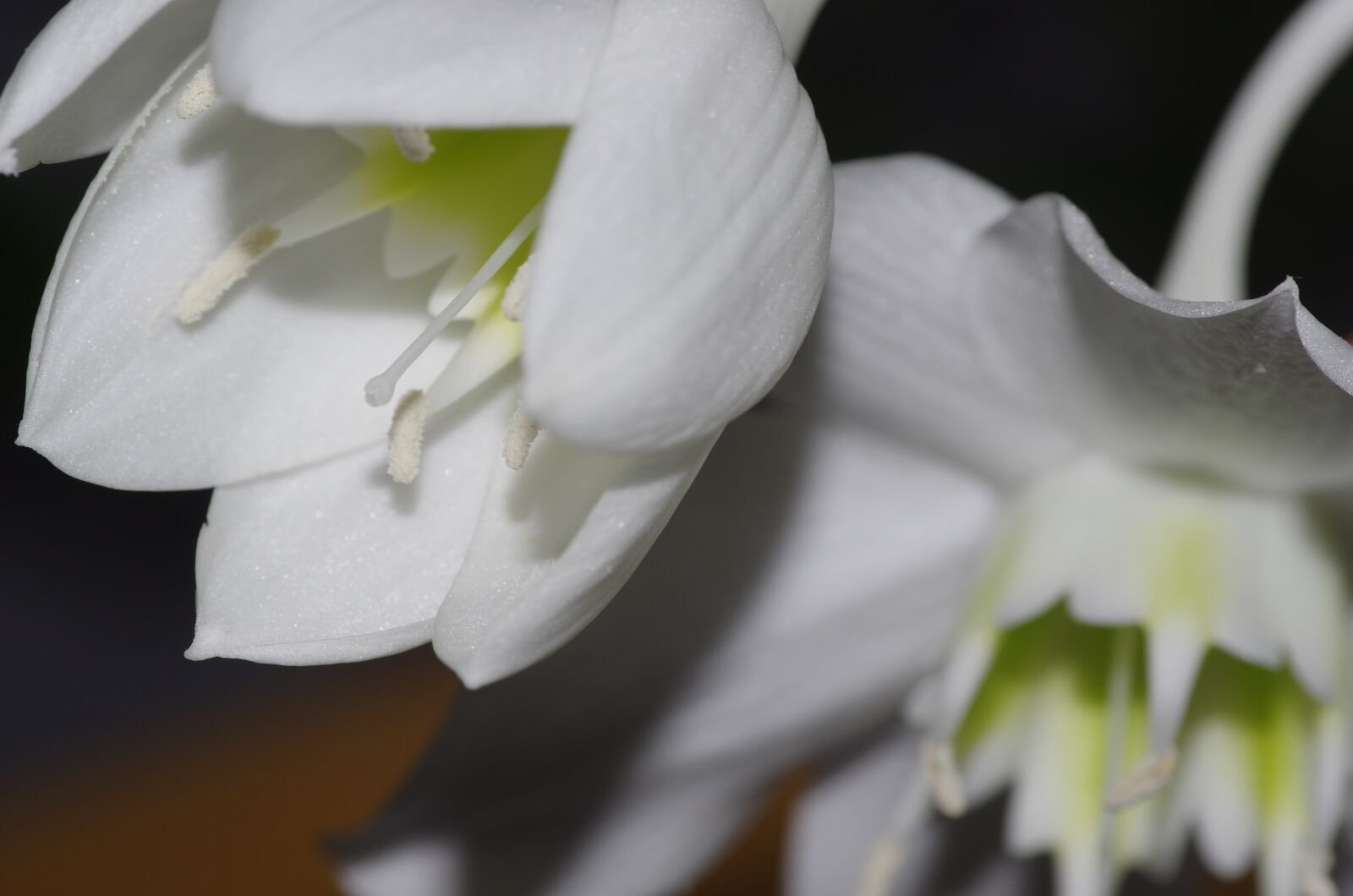 Pentax K-5 sample photo. Eucharis, flower, white photography
