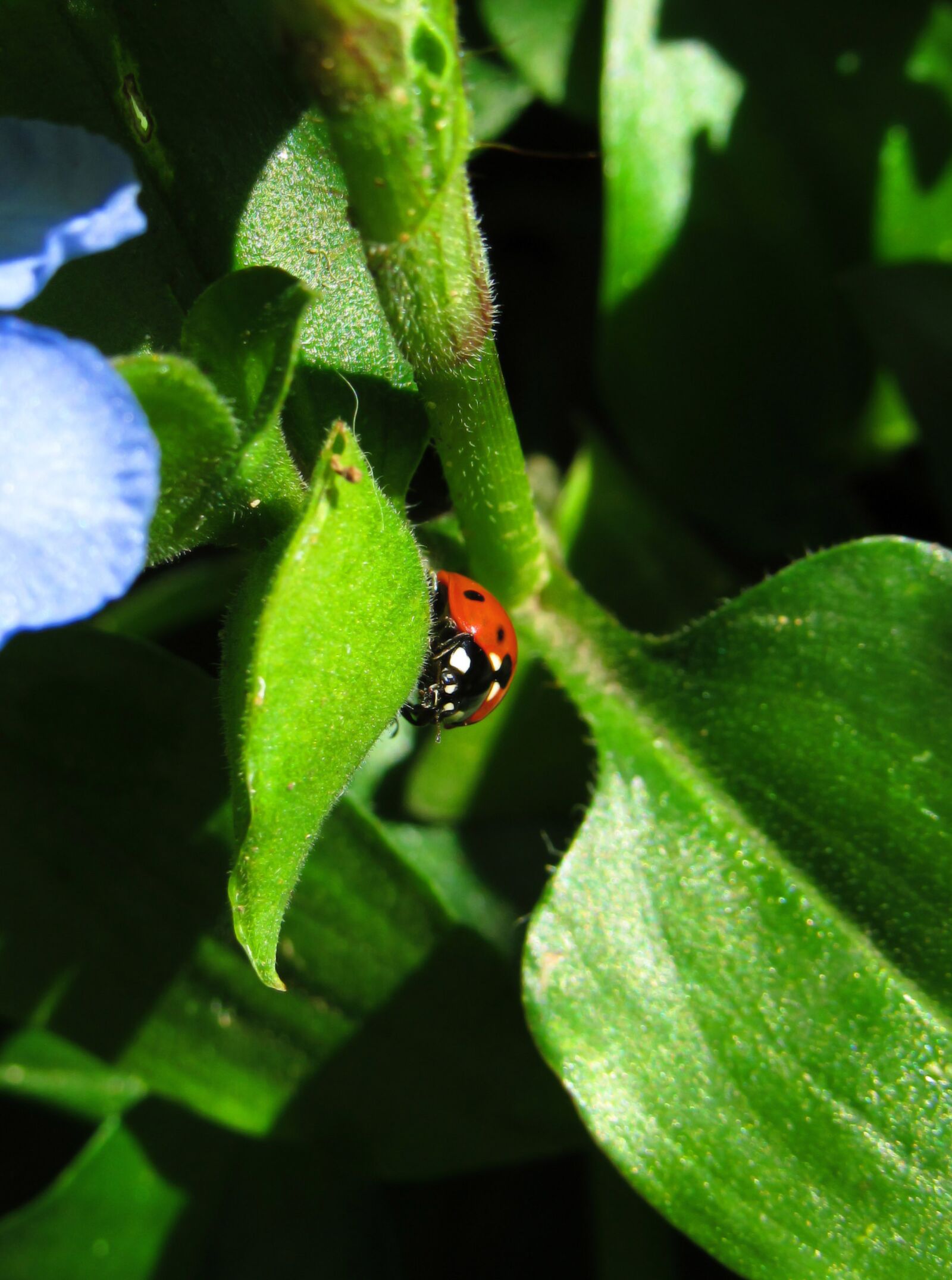 Canon PowerShot SX530 HS sample photo. Ladybug, bug, beetle photography