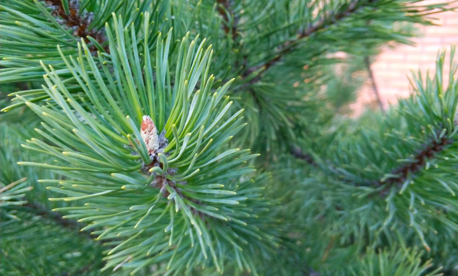 Xiaomi MI6 sample photo. Needle, pine, tree photography