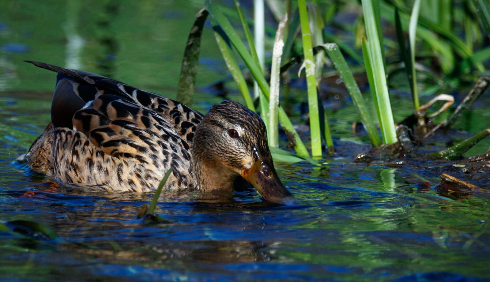 150-600mm F5-6.3 DG OS HSM | Contemporary 015 sample photo. Duck, bank, water photography