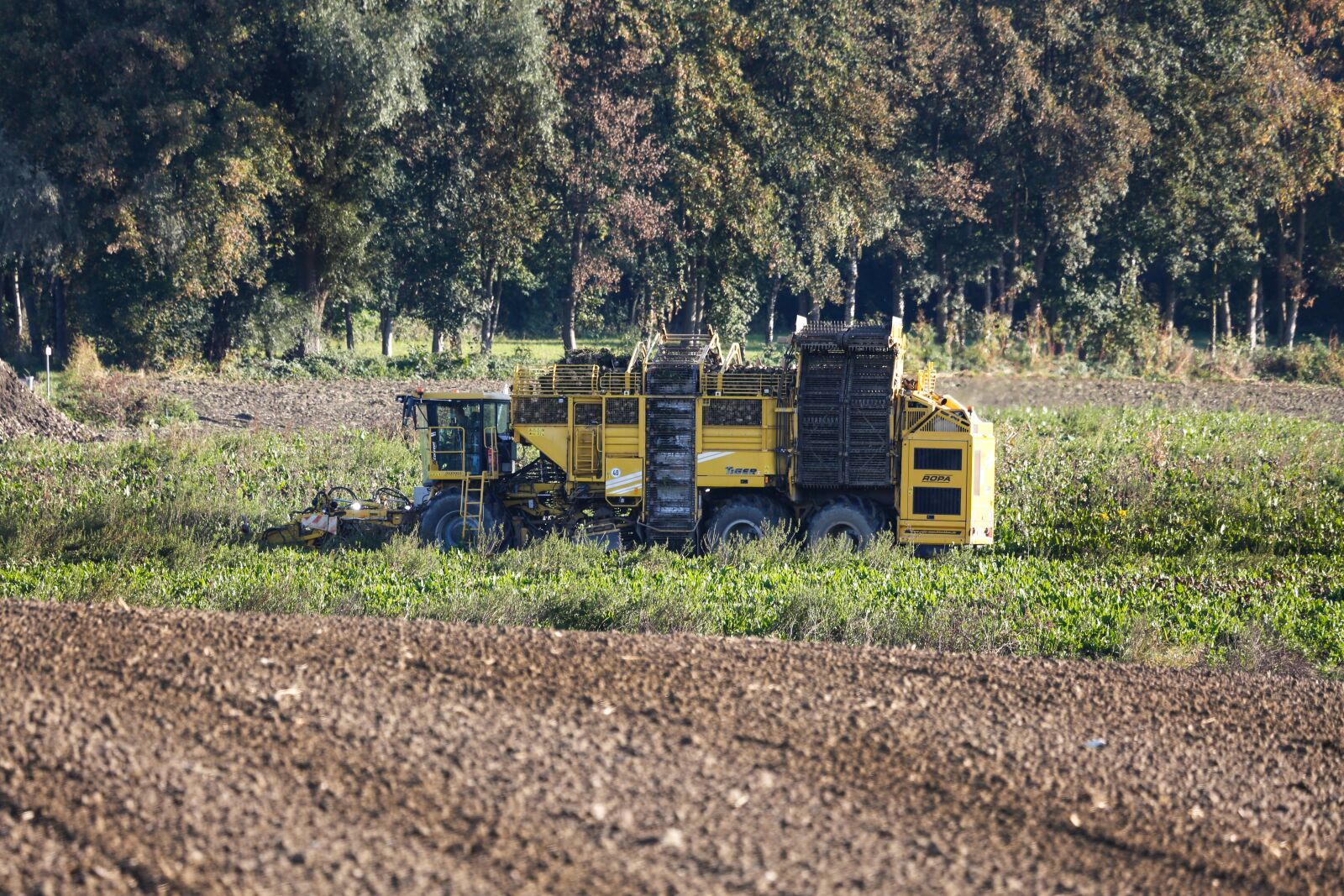 Canon EOS 5D Mark III + Canon EF 100-400mm F4.5-5.6L IS USM sample photo. Harvester, beet harvester, harvest photography
