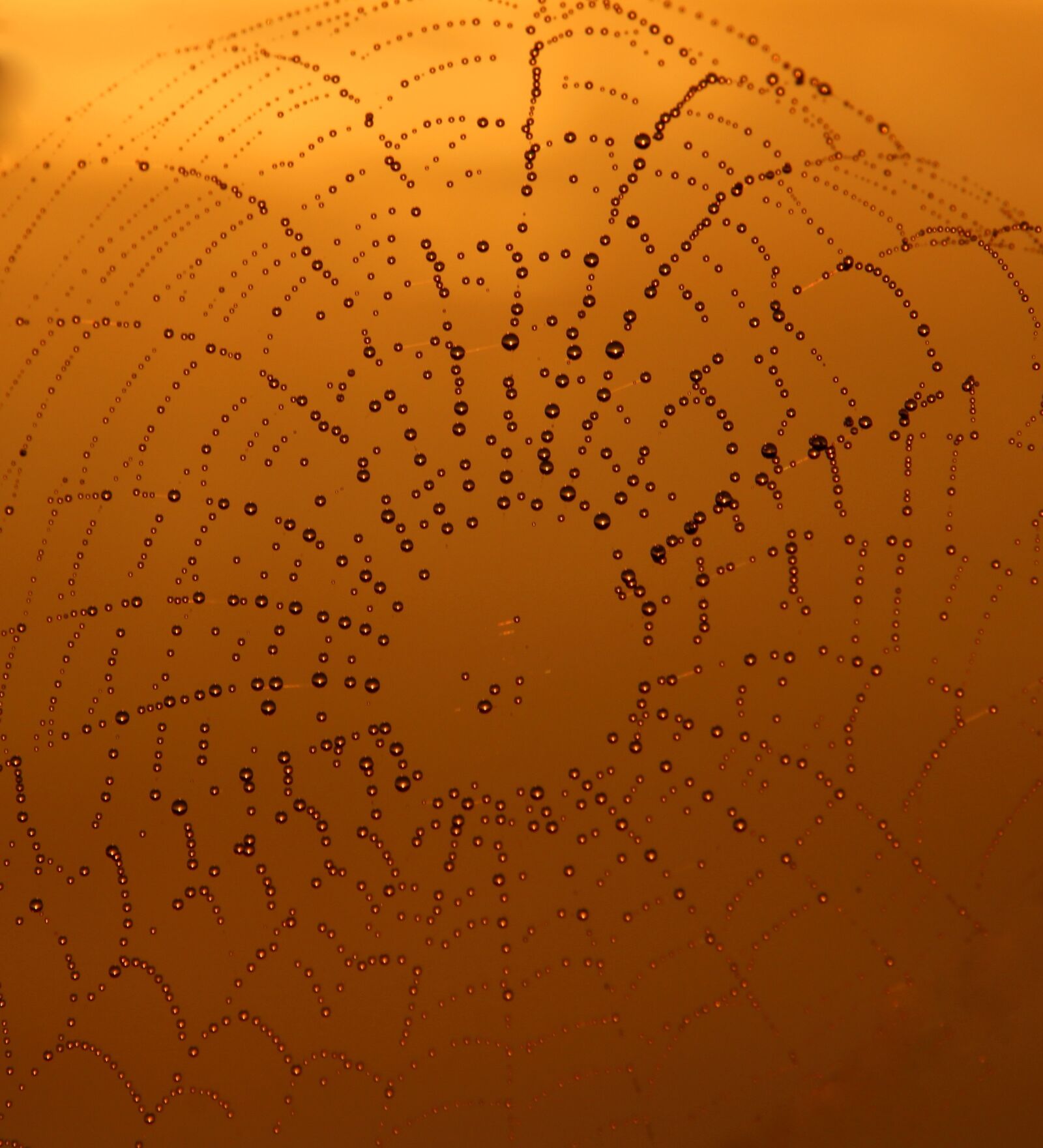 Canon EOS 700D (EOS Rebel T5i / EOS Kiss X7i) sample photo. Spider web, dew, sunrise photography