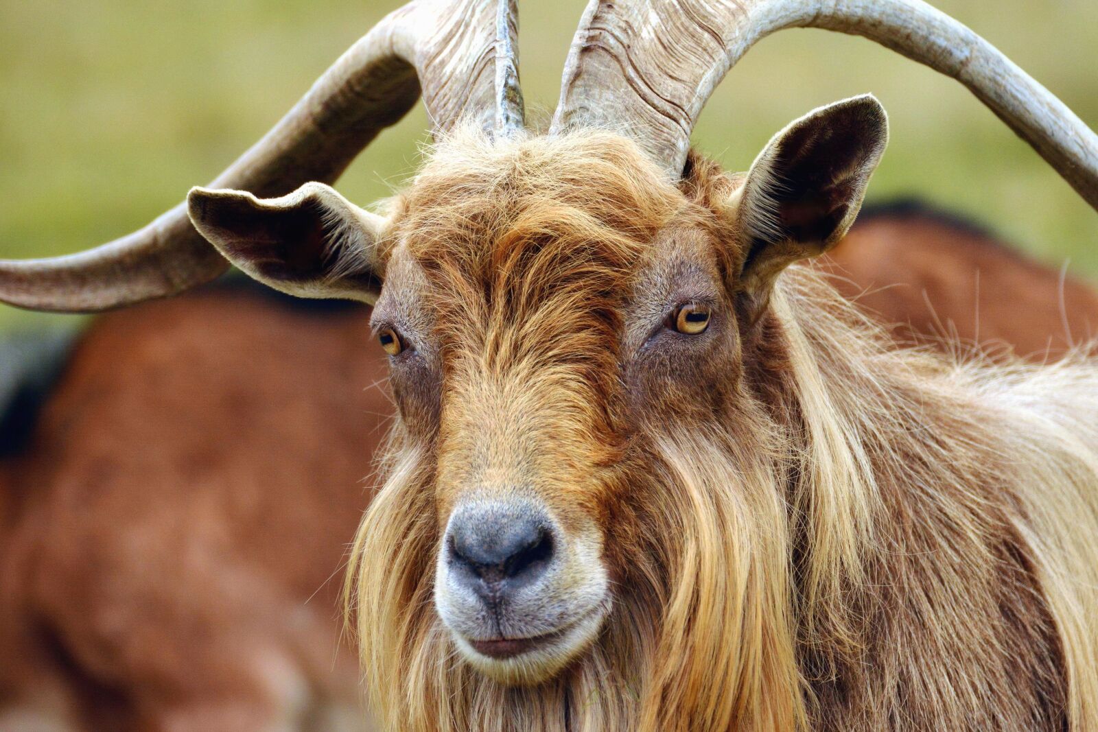 Nikon D5200 sample photo. Goat, antler, head, fur photography