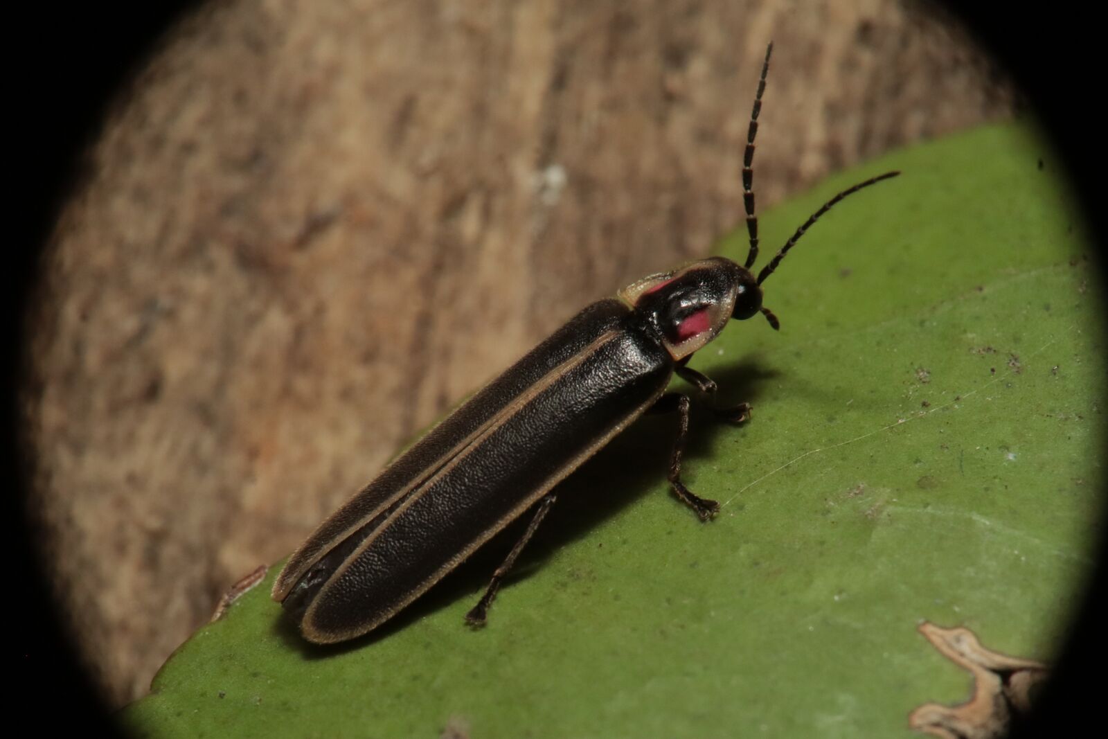 Canon EOS M50 (EOS Kiss M) sample photo. Insect, nature, garden photography