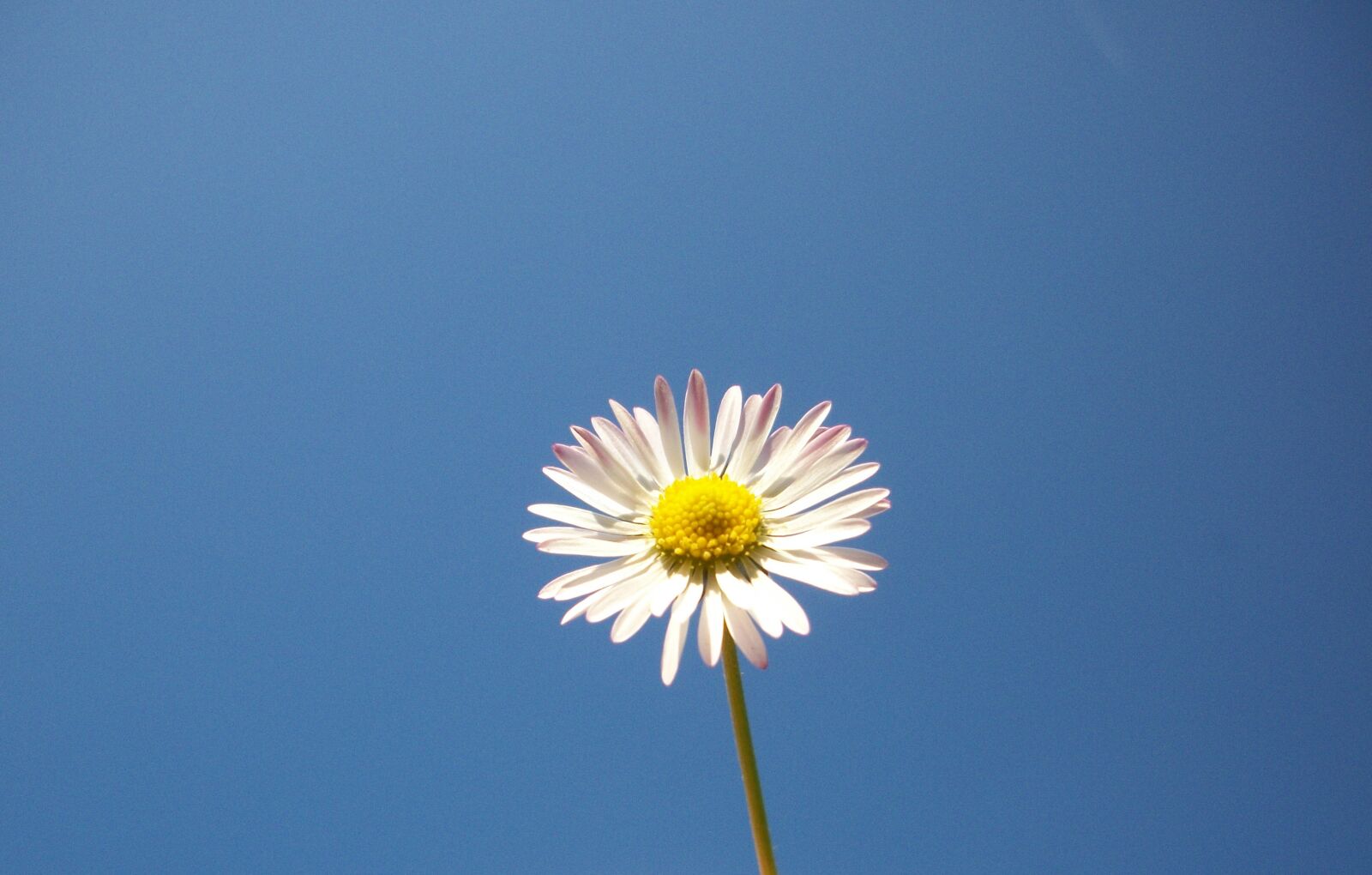 Kodak EASYSHARE M341 DIGITAL CAMERA sample photo. Flower, sky, blue photography