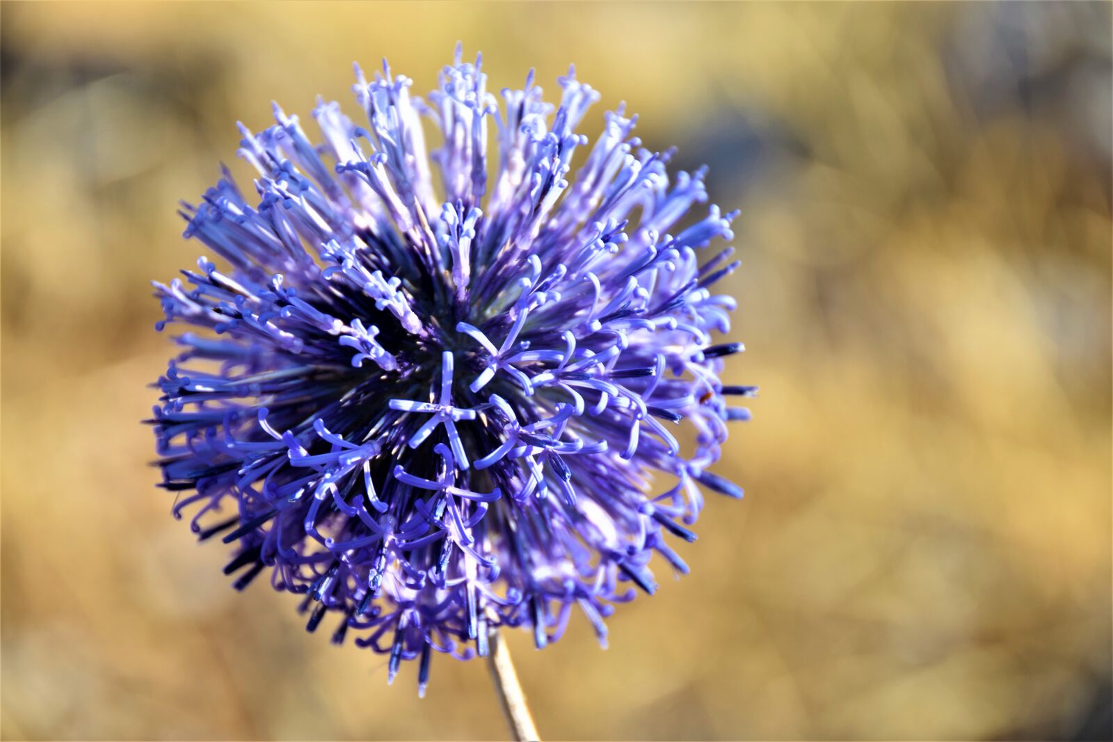 Nikon D5300 sample photo. Blue, barbed, flower photography