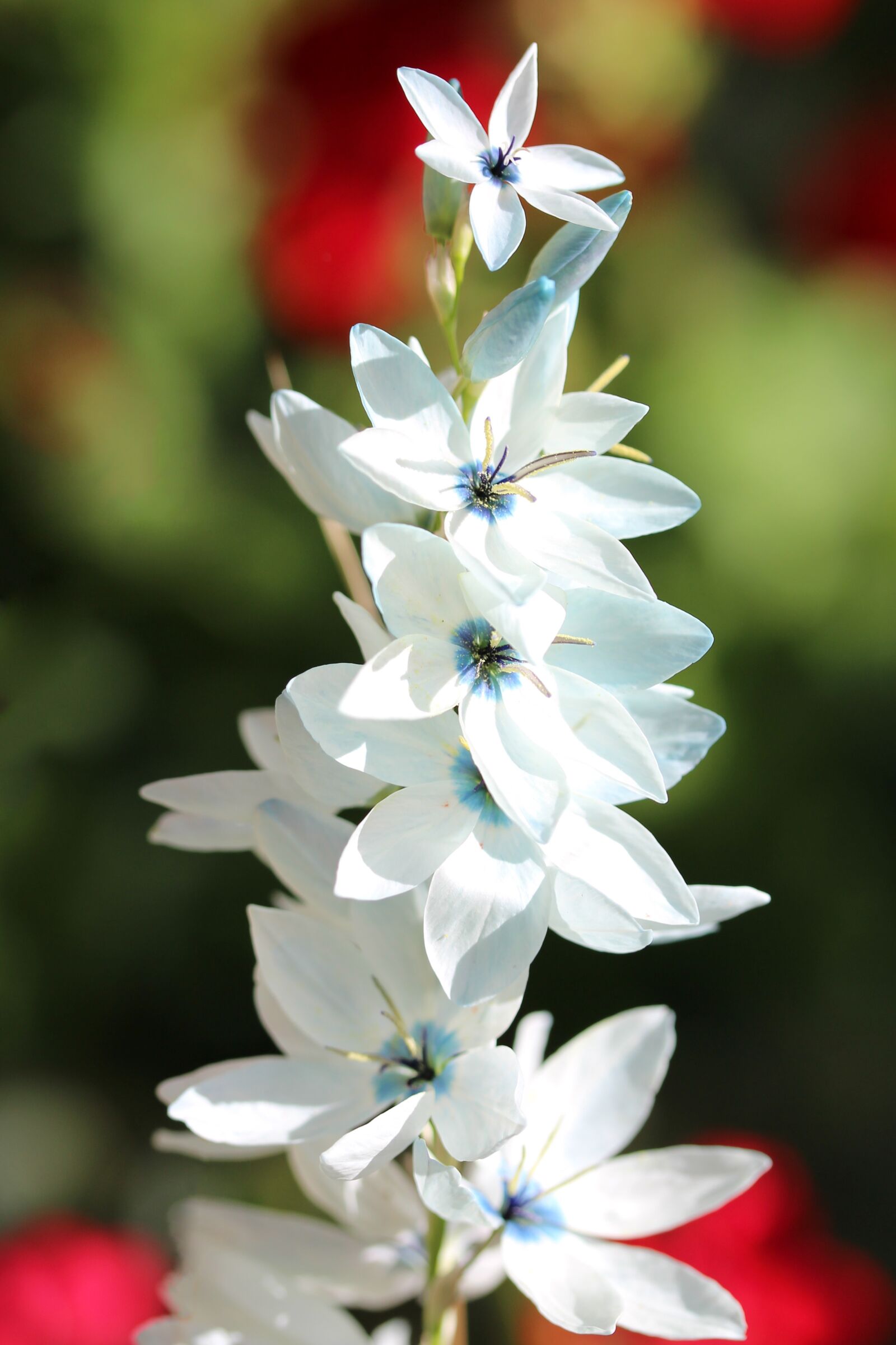 Canon EF-S 60mm F2.8 Macro USM sample photo. Ixia, flowers, pollen photography
