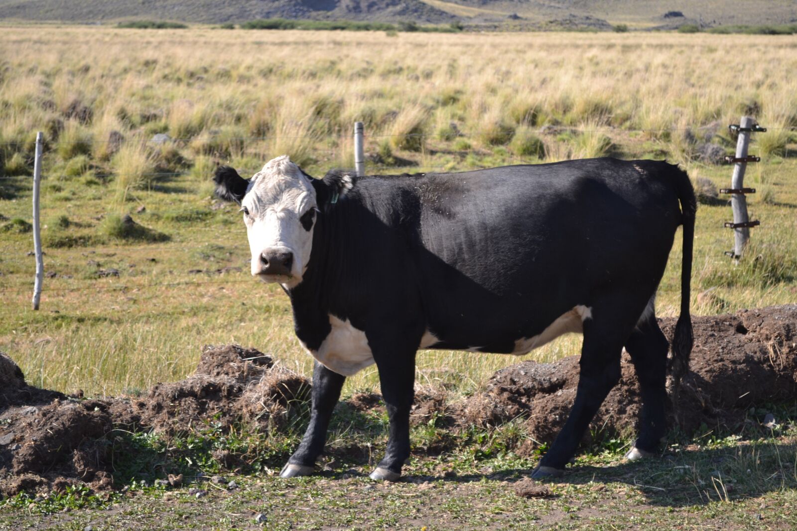 Nikon D3100 sample photo. Cow, animals, field photography