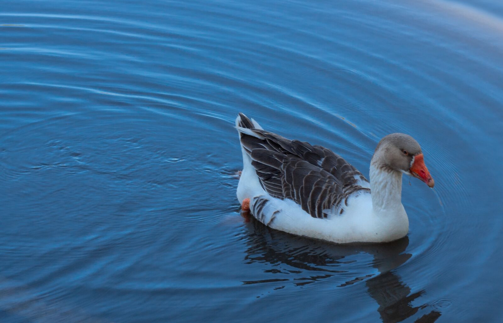 Canon EOS 1300D (EOS Rebel T6 / EOS Kiss X80) sample photo. Nature, duck, bird photography