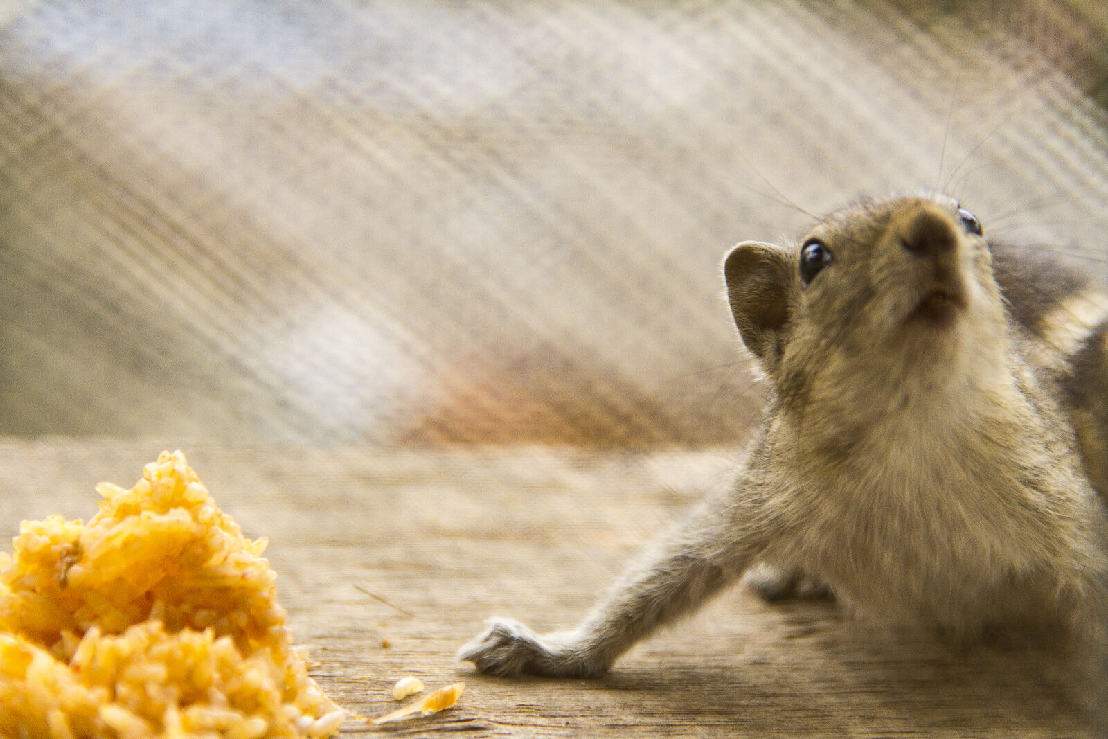 Canon EOS 7D sample photo. Squirrel photography