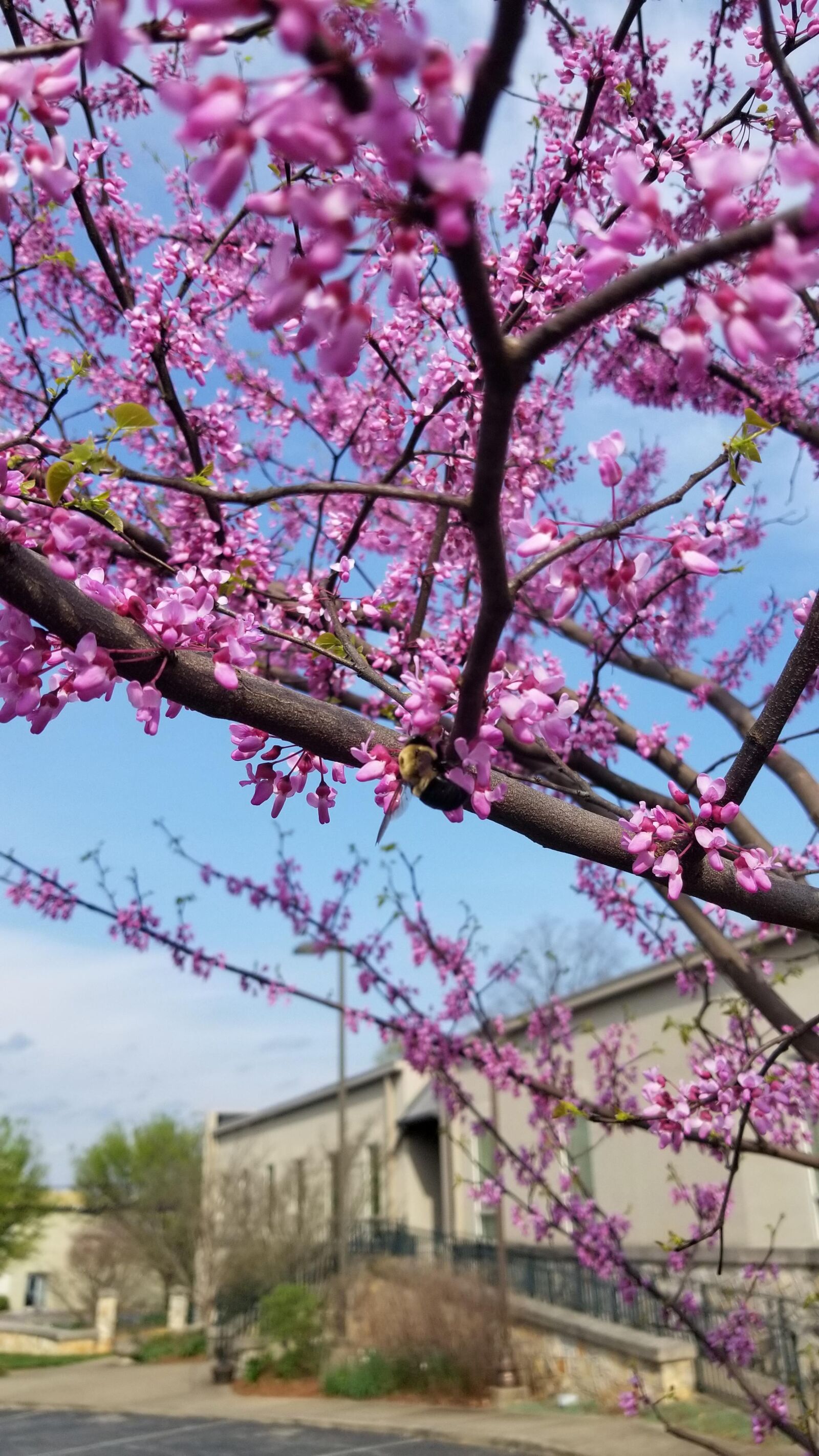 Samsung Galaxy S8+ sample photo. Flower, garden, church photography