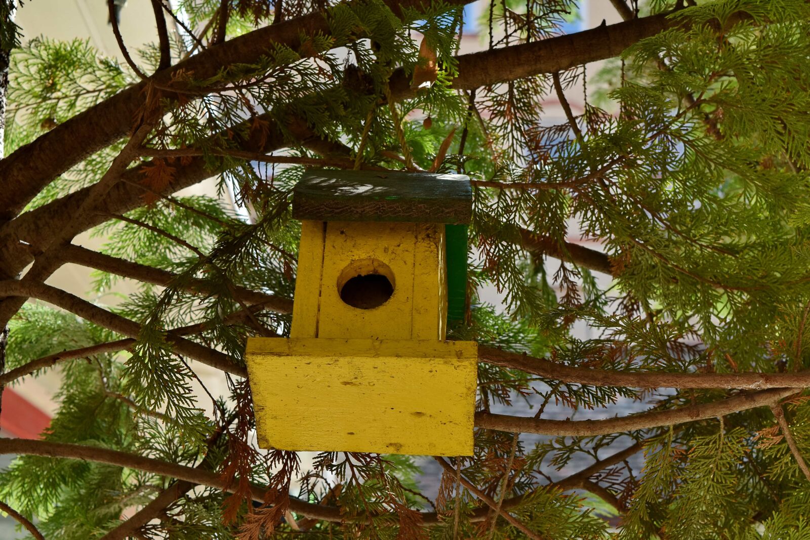 Nikon D5500 sample photo. Branches, conifer, decoration, object photography