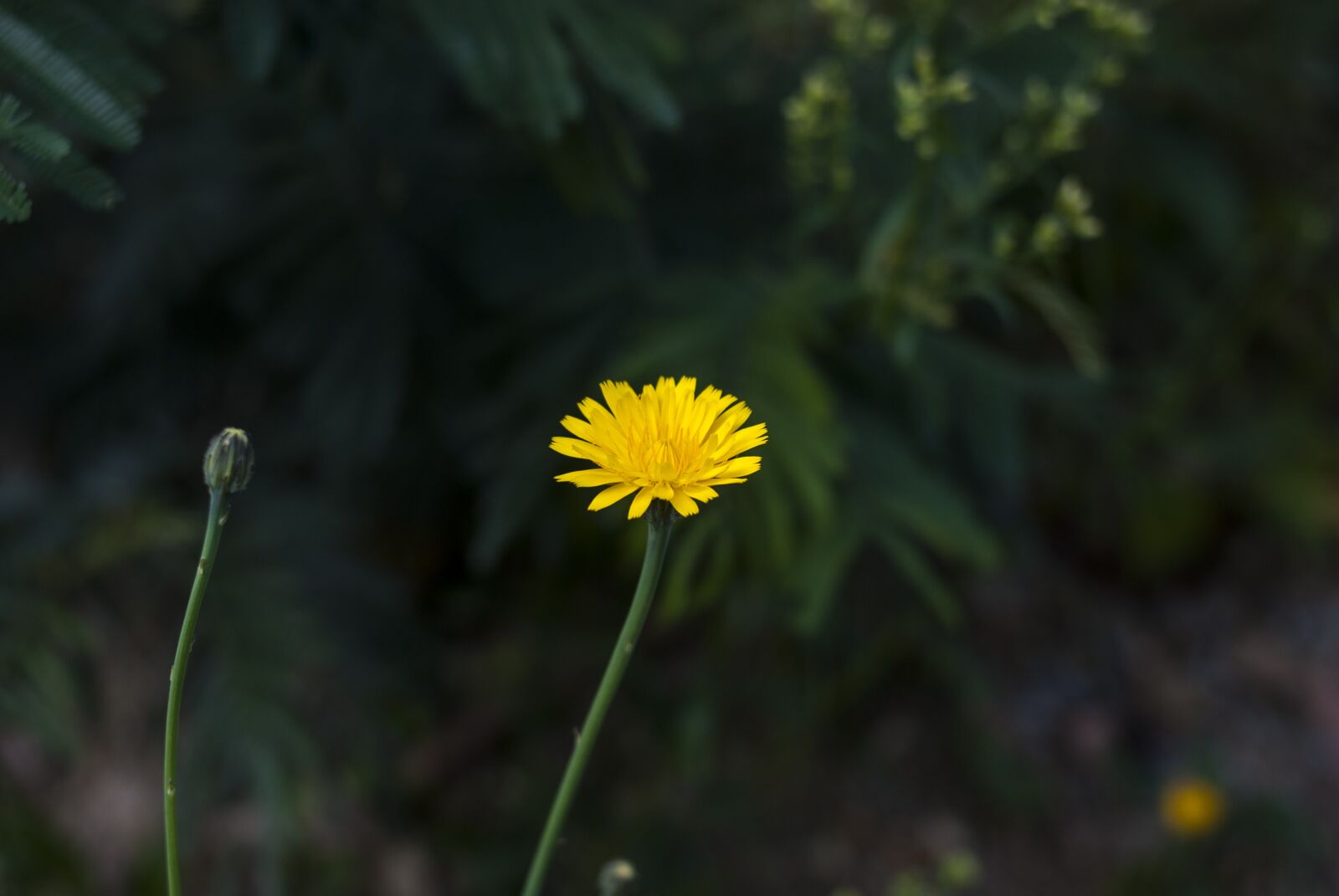 Nikon D60 sample photo. Nature, plant, flower photography