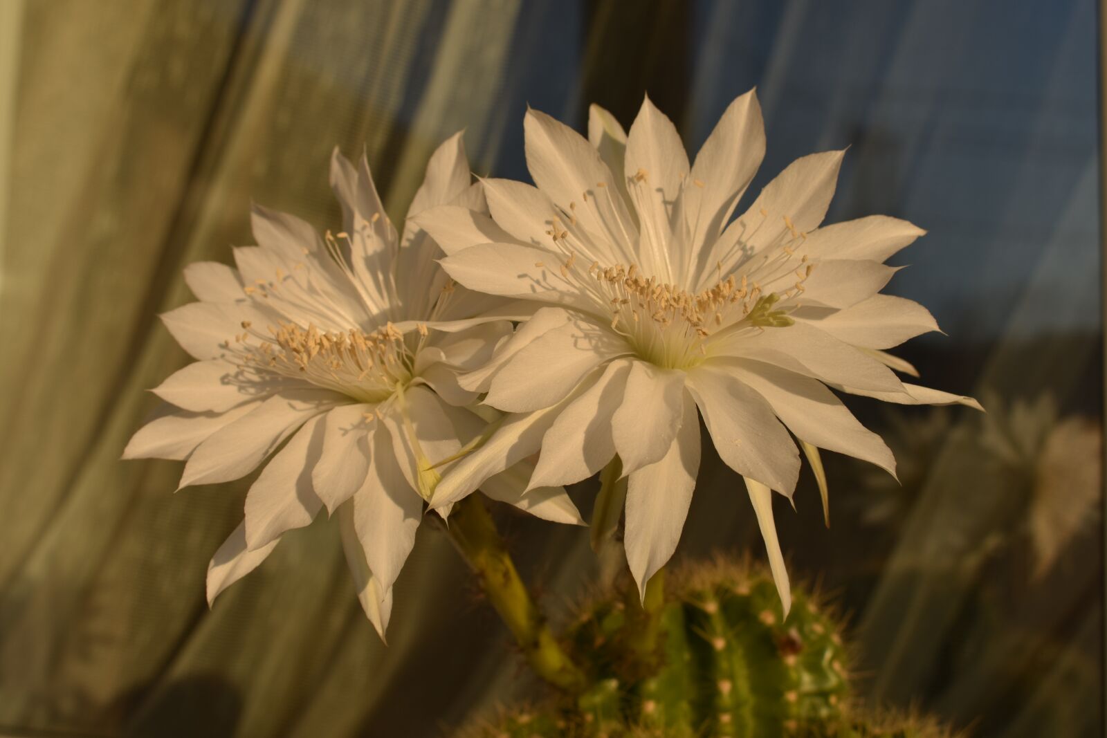 Nikon D3400 sample photo. Cactus, bloom, flowers photography