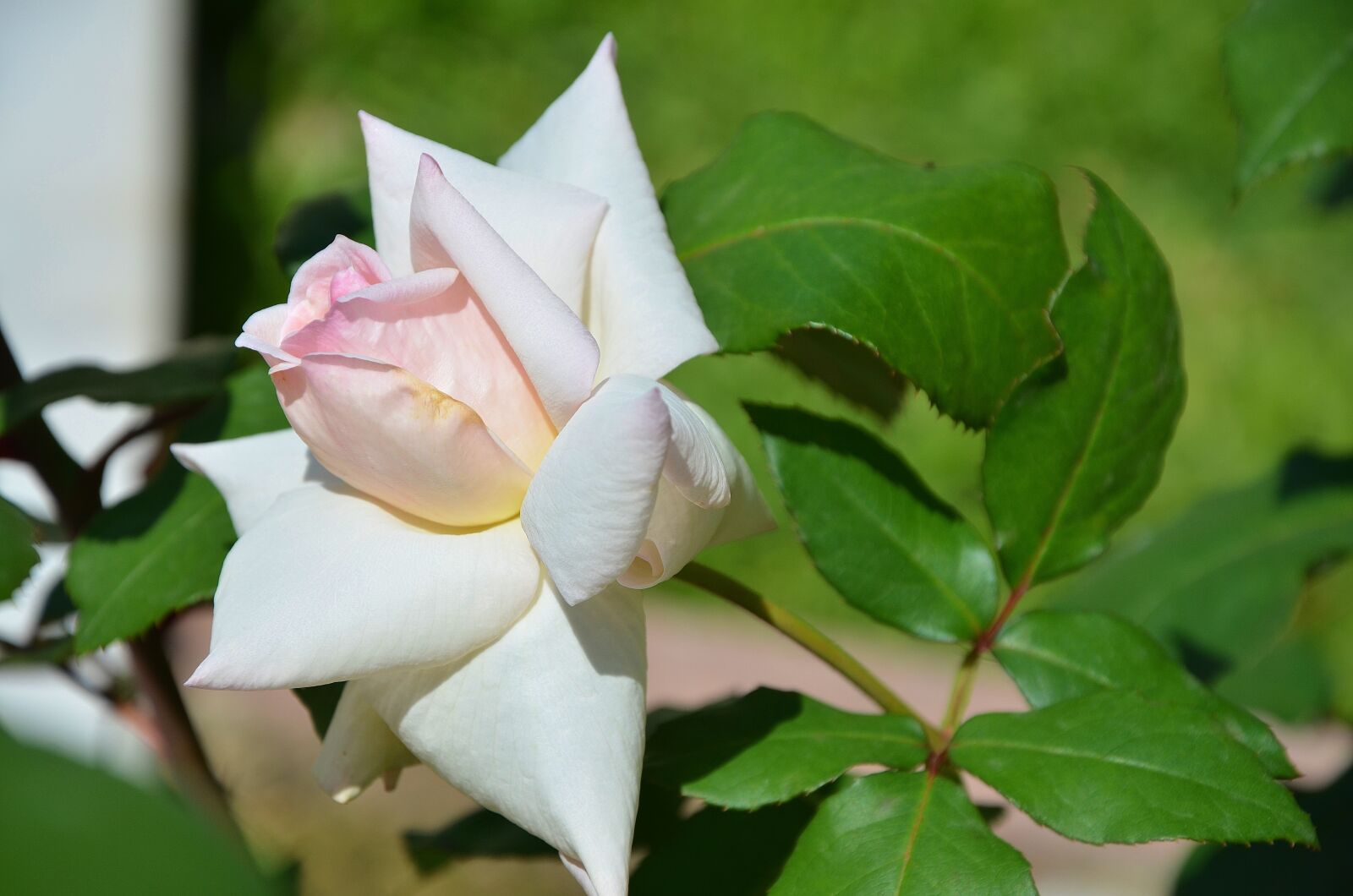 Nikon D7000 sample photo. Rose, flower, blossom photography