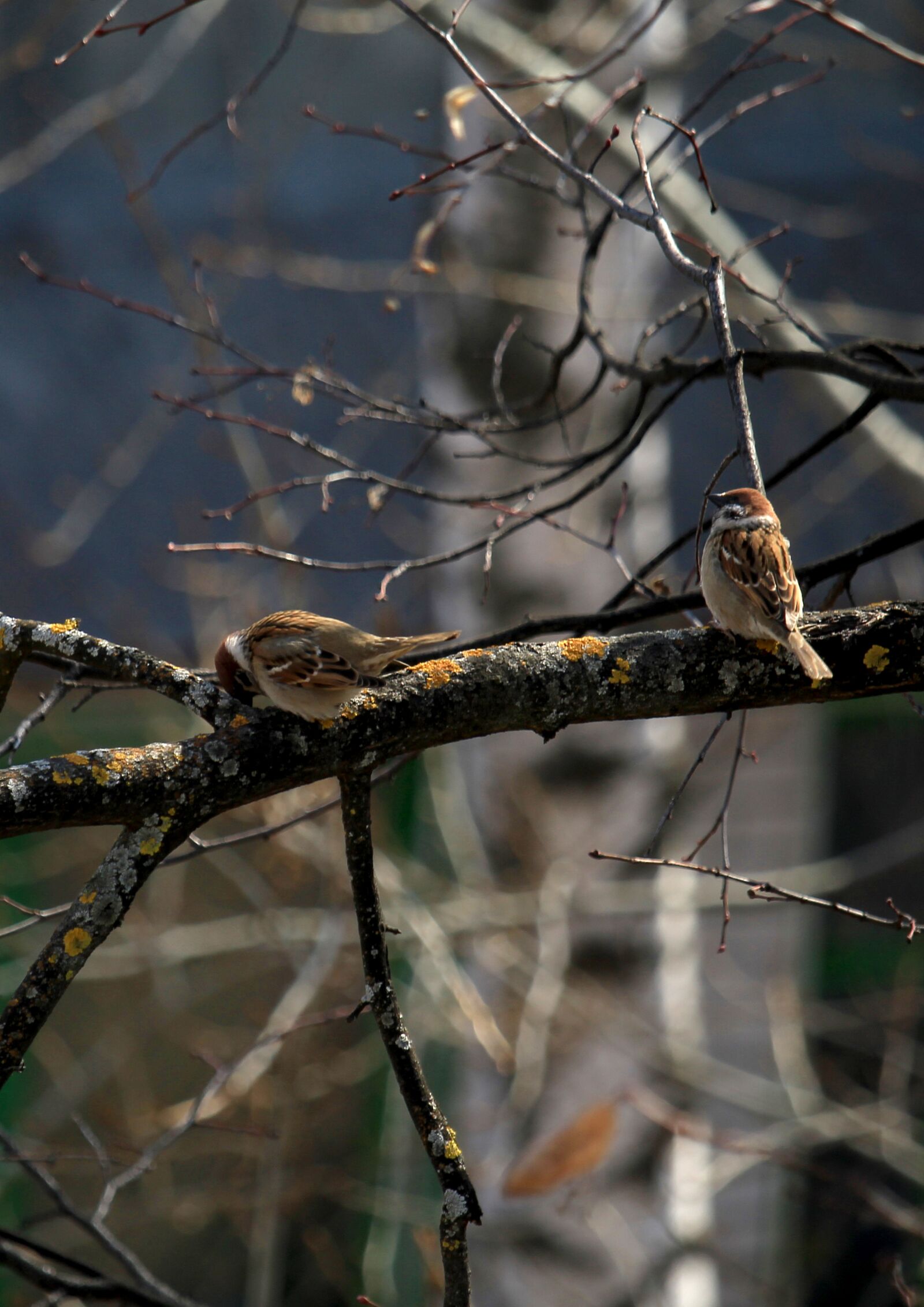 Canon EF-S 55-250mm F4-5.6 IS STM sample photo. Sparrow, birds, bird photography