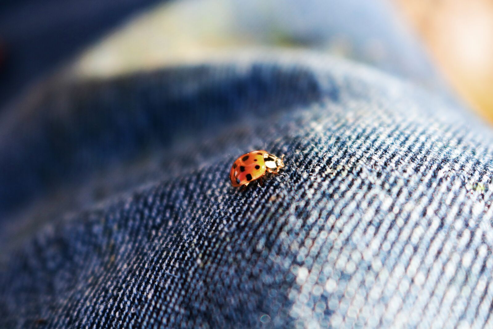 Canon EOS 750D (EOS Rebel T6i / EOS Kiss X8i) sample photo. Ladybug, beetle, insect photography