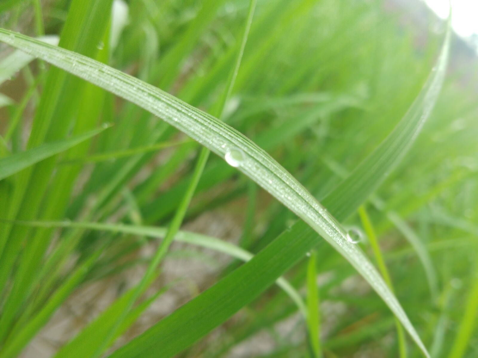 vivo V9 sample photo. Grass, raindrop, california satin-tail photography