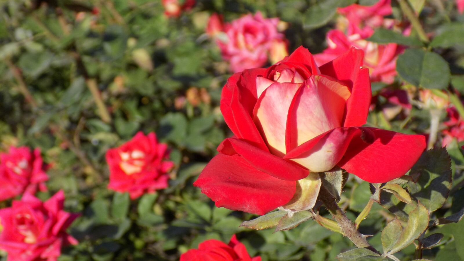Nikon COOLPIX L330 sample photo. Rose, summer, garden photography