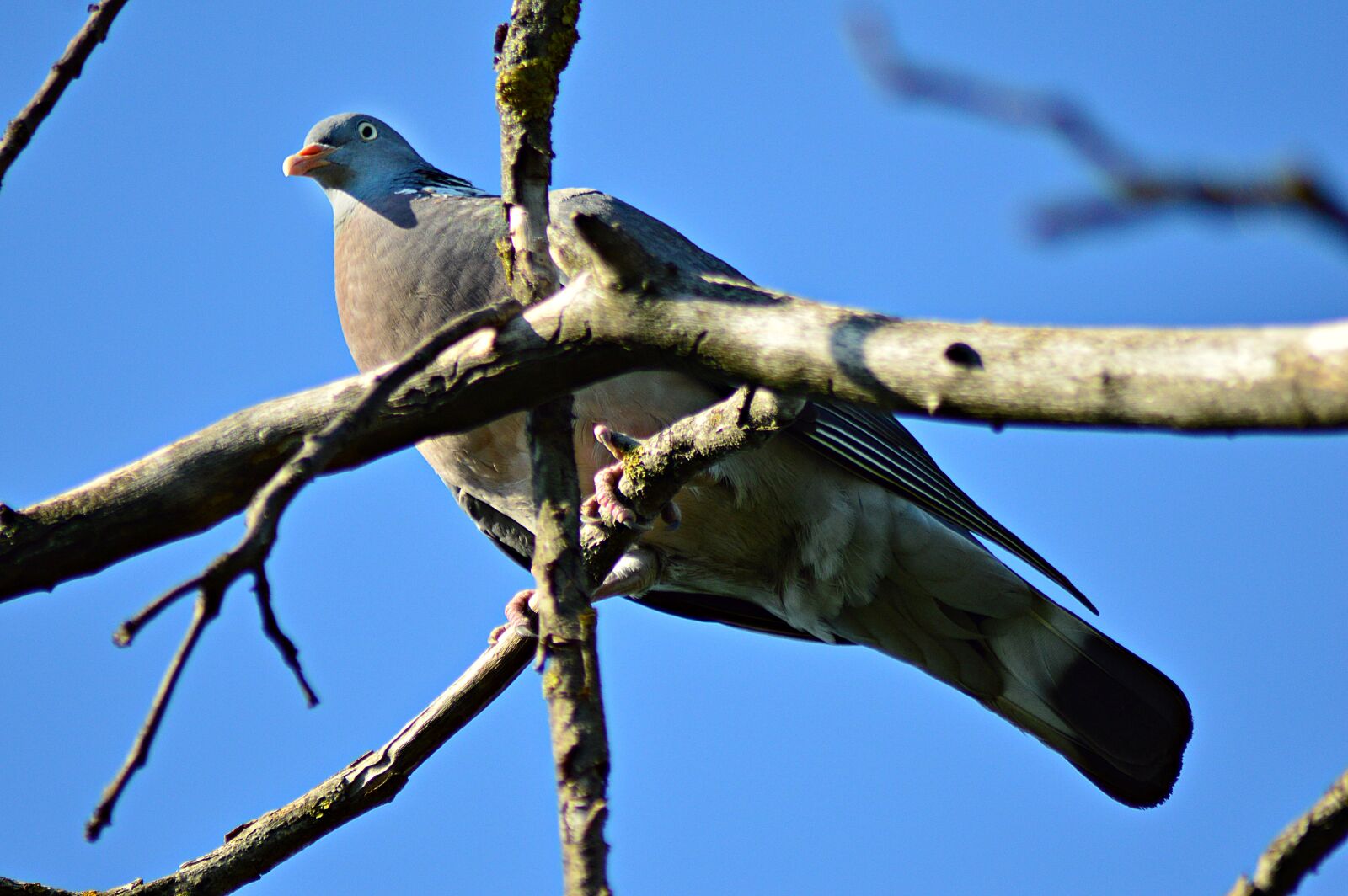 Nikon D3200 sample photo. Pigeon, örvösgalamb, bird photography
