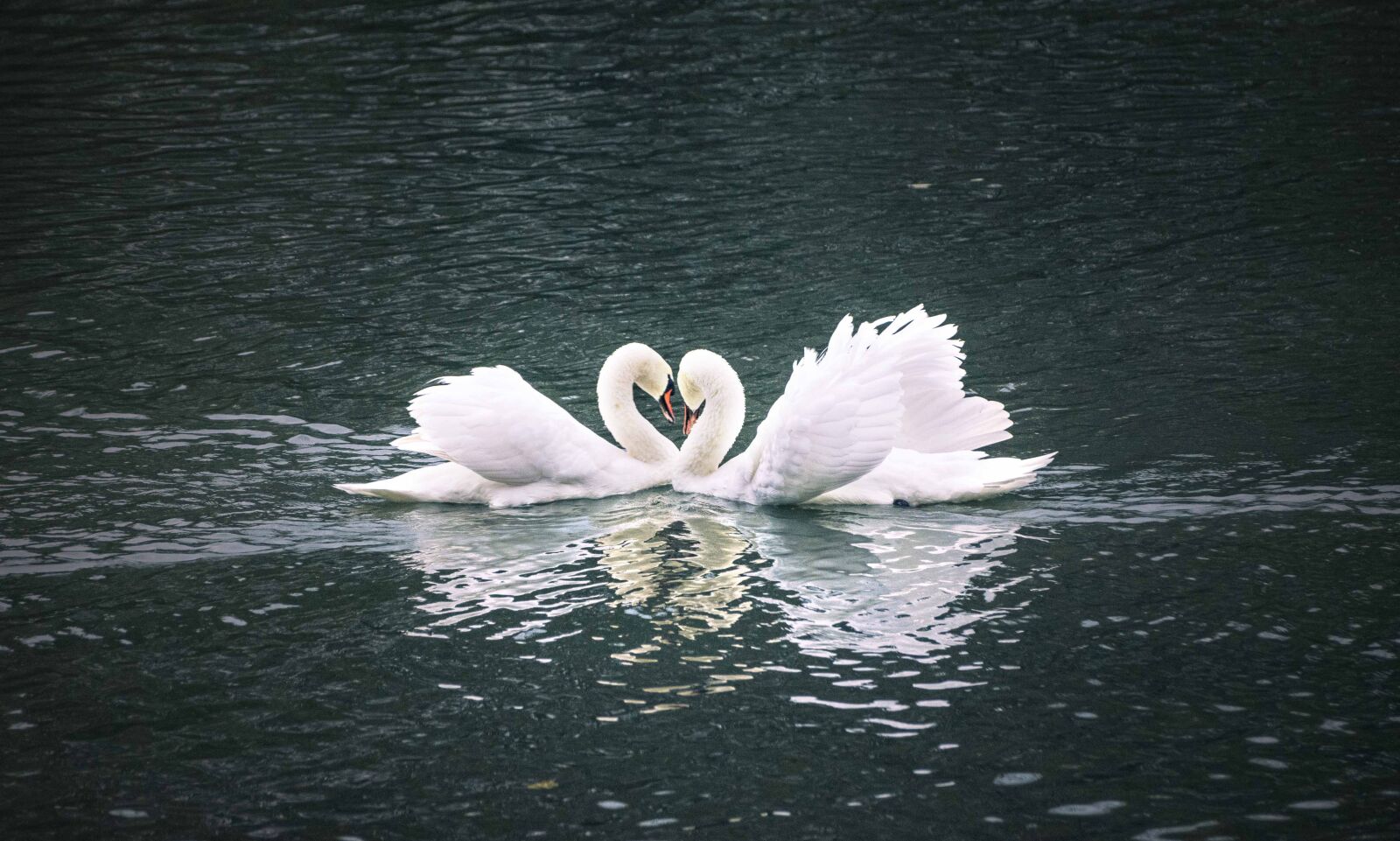 Nikon D7200 sample photo. Swan, lake, bird photography