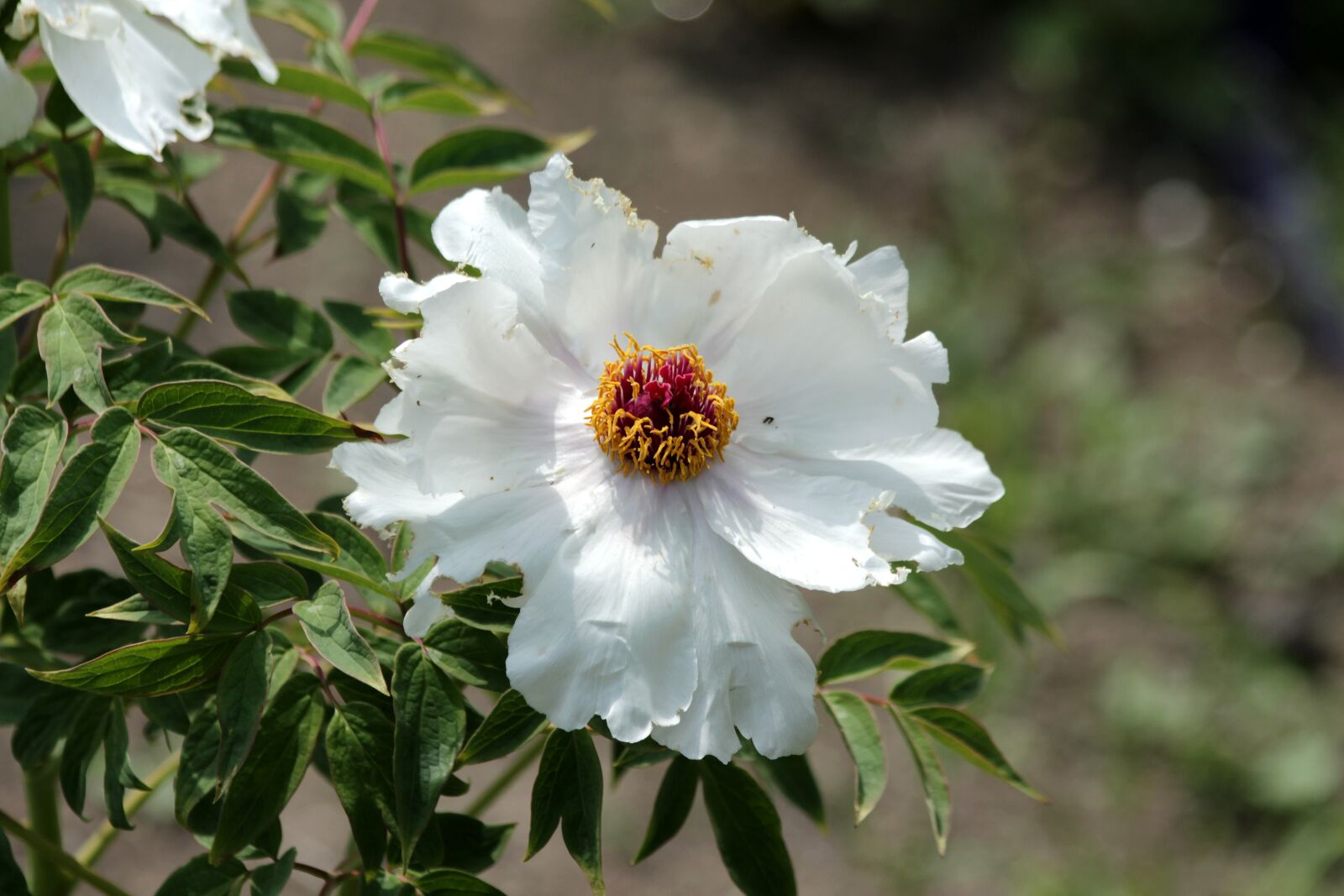 Canon EOS 650D (EOS Rebel T4i / EOS Kiss X6i) sample photo. Peony, flowers, bright photography