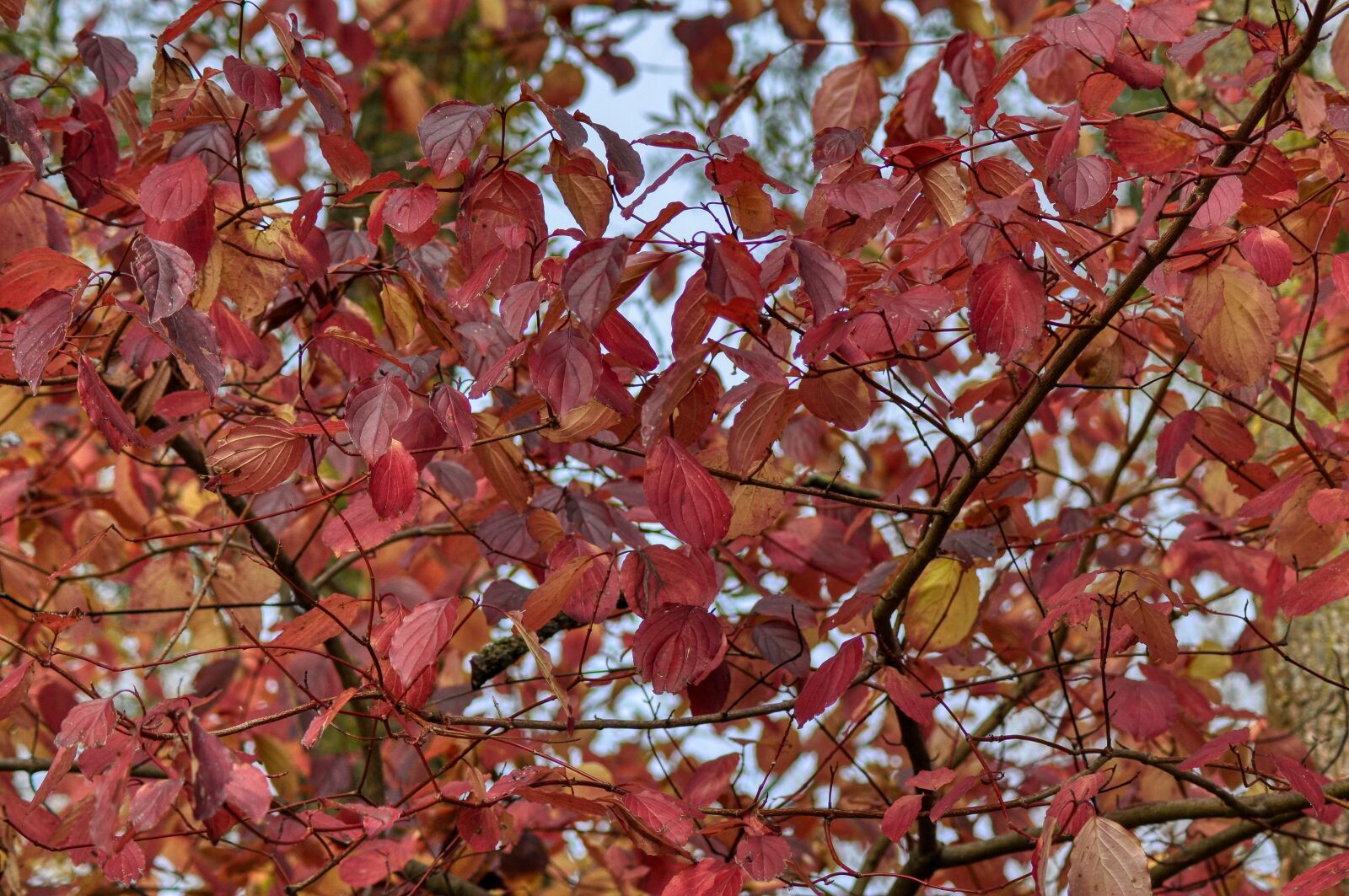 Nikon D5000 sample photo. Autumn, tree, leaves photography