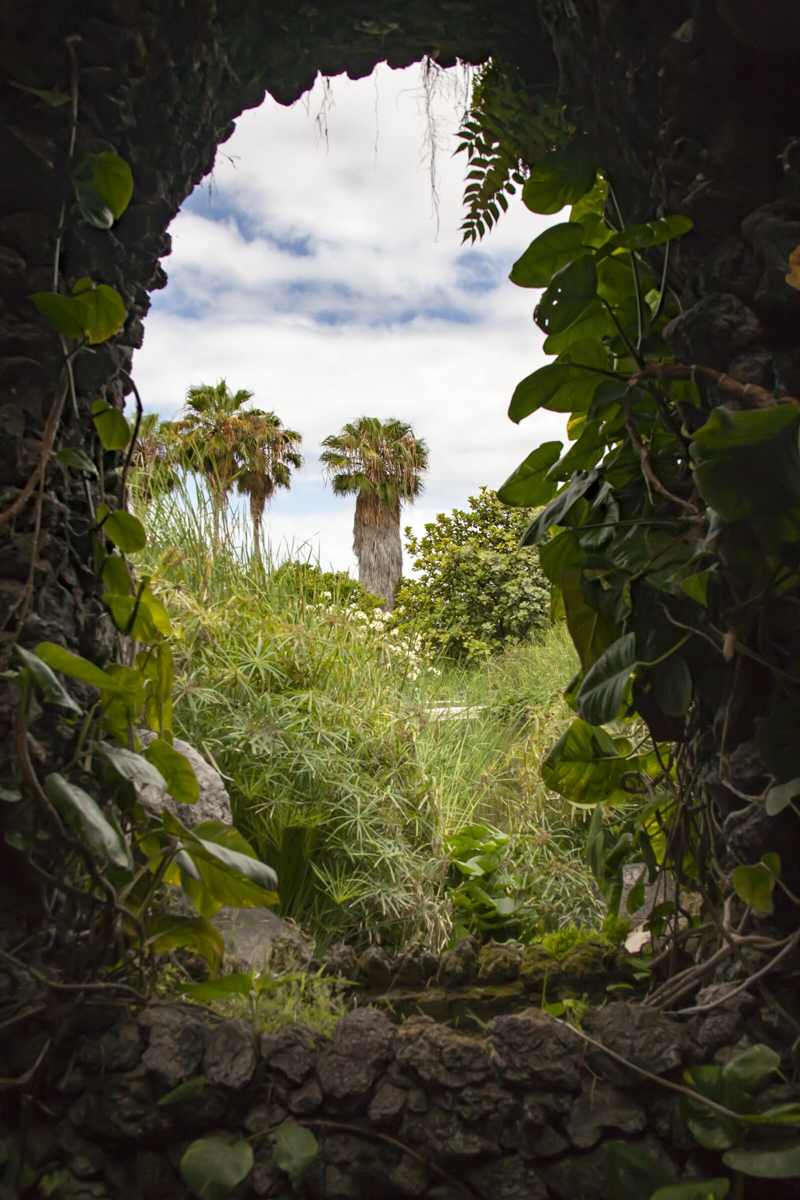 Canon EOS 5D + Canon EF 28-135mm F3.5-5.6 IS USM sample photo. Tenerife, palm, garden photography